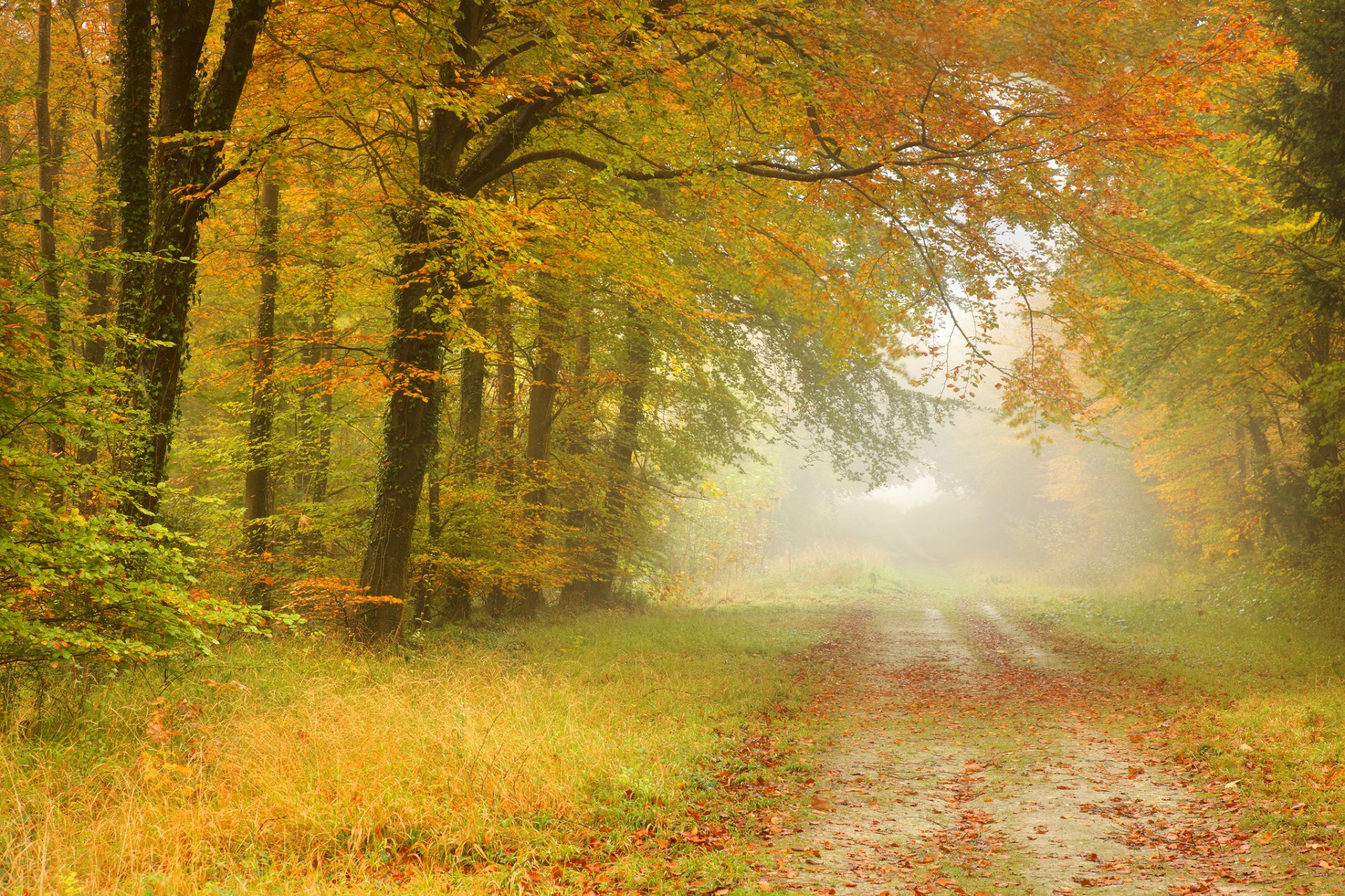 herbst wald blätter bäume straße nebel landschaft