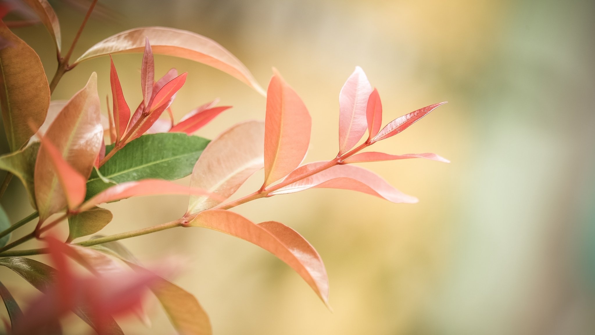 nature tree branches leaves branche