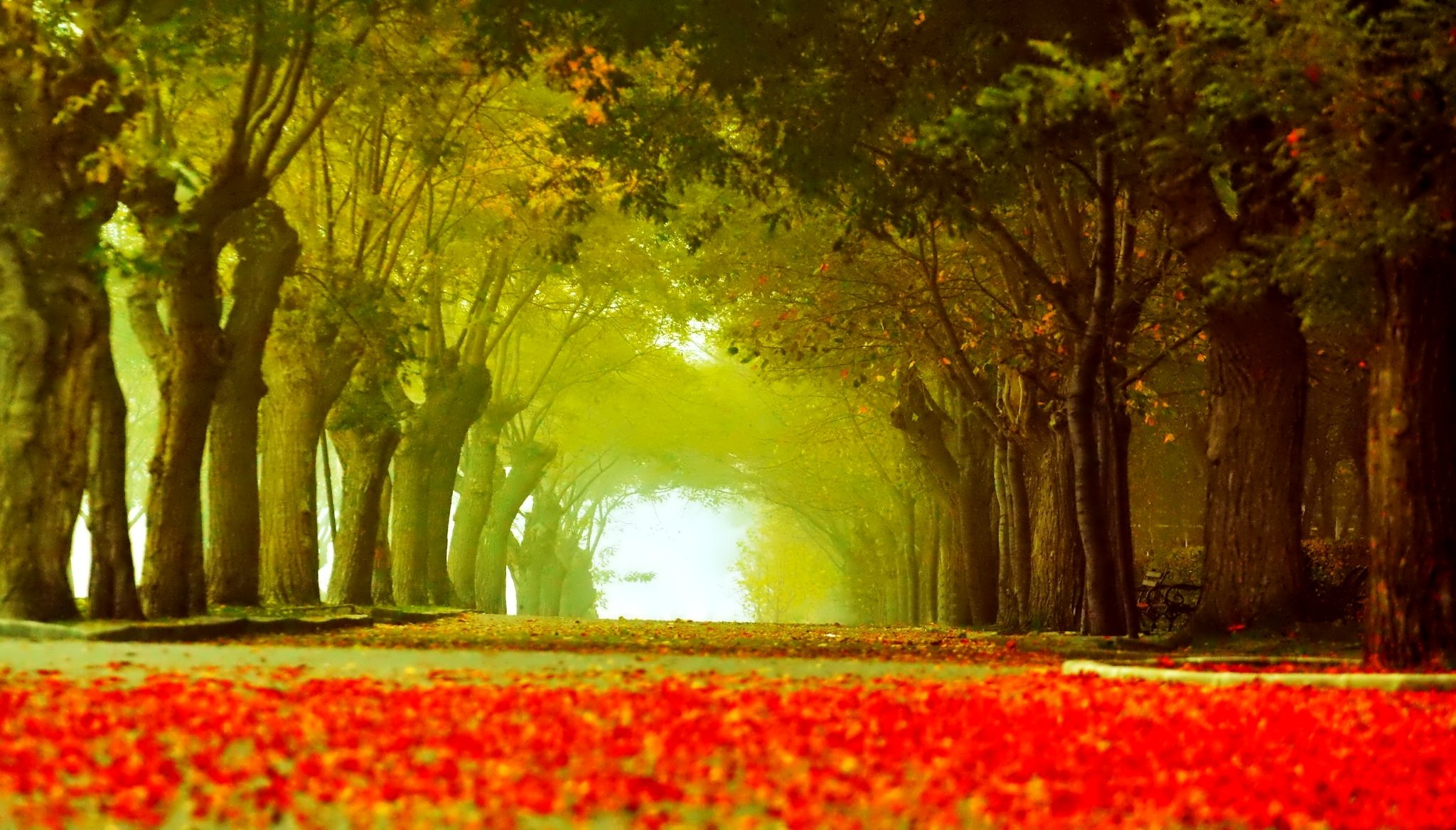 parco vicolo alberi panchina foglie autunno strada