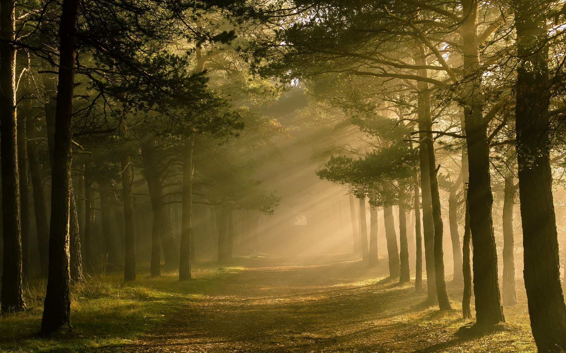 forêt lumière nature