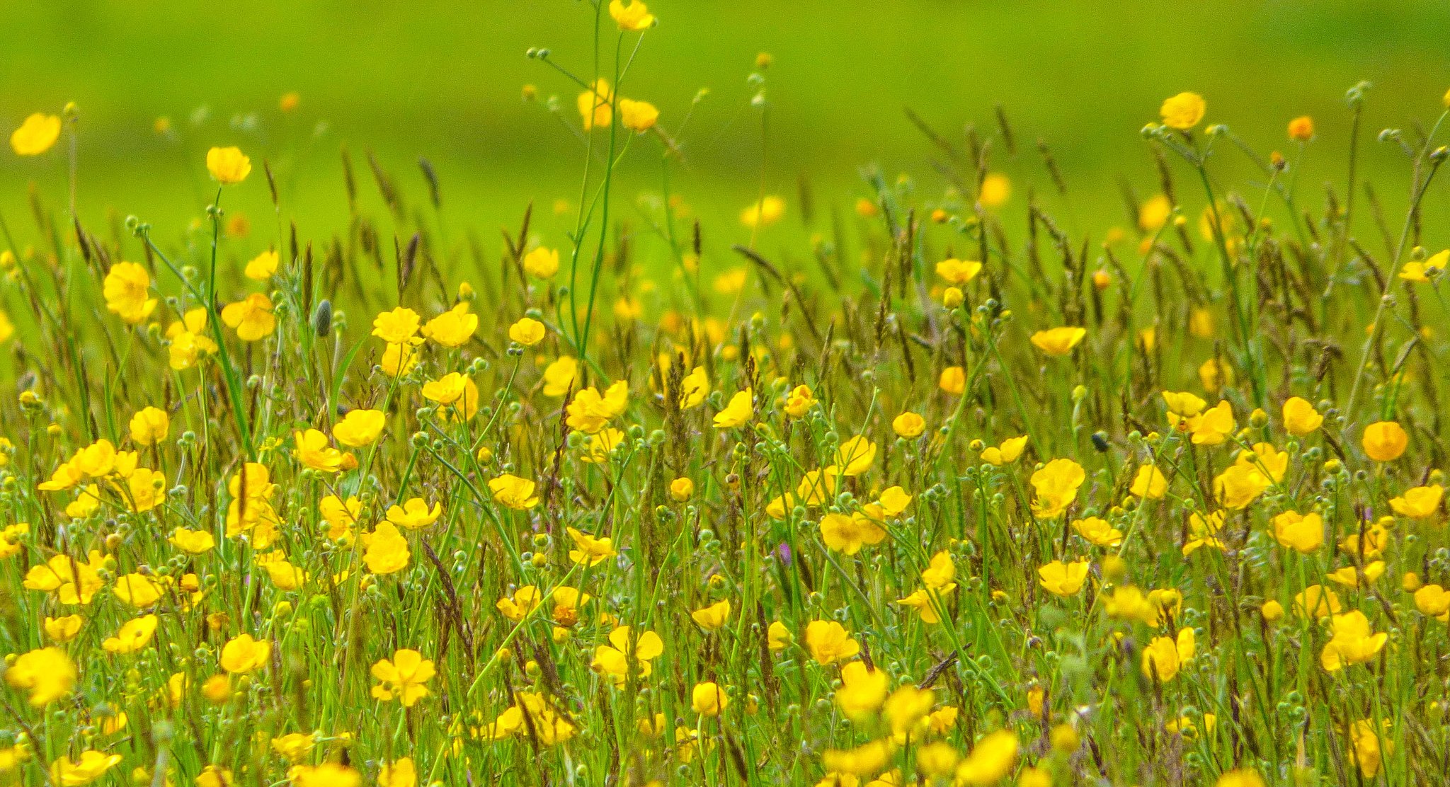 campo prado hierba flores plantas