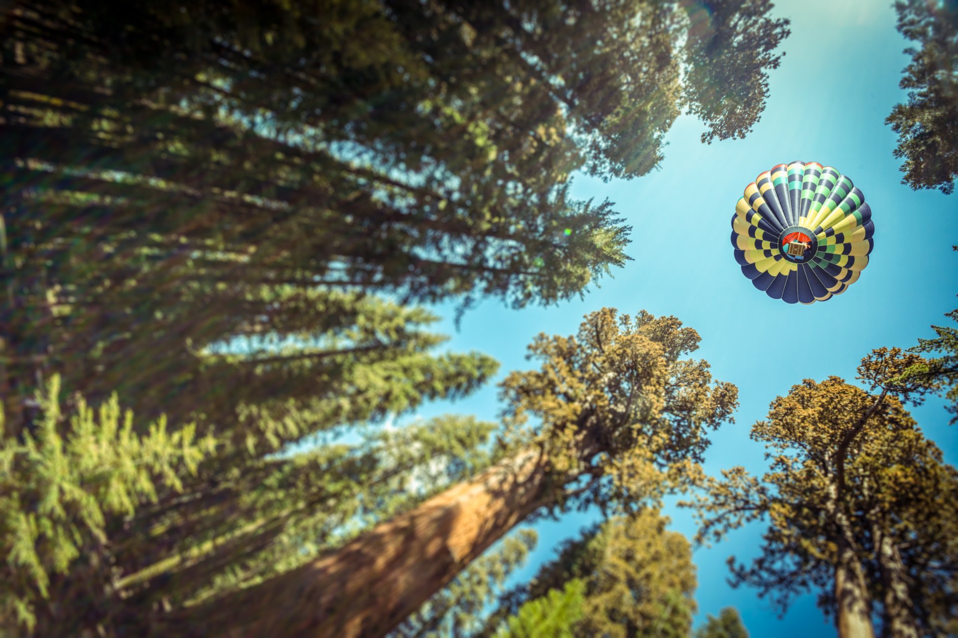 fotograf andrés nieto porras foto luftballon luftballon wald bäume ansicht perspektive