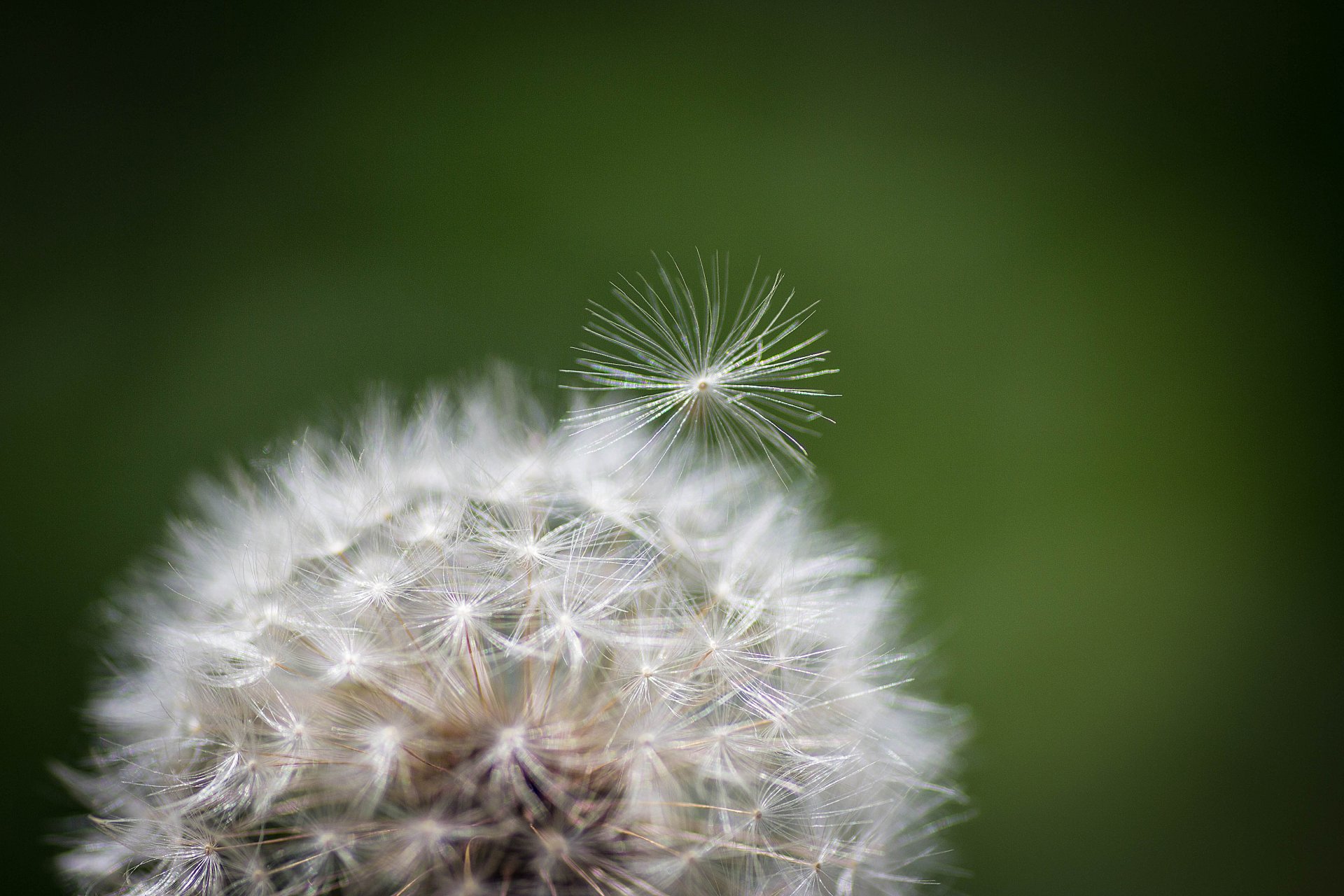 nature pissenlit fleur plante