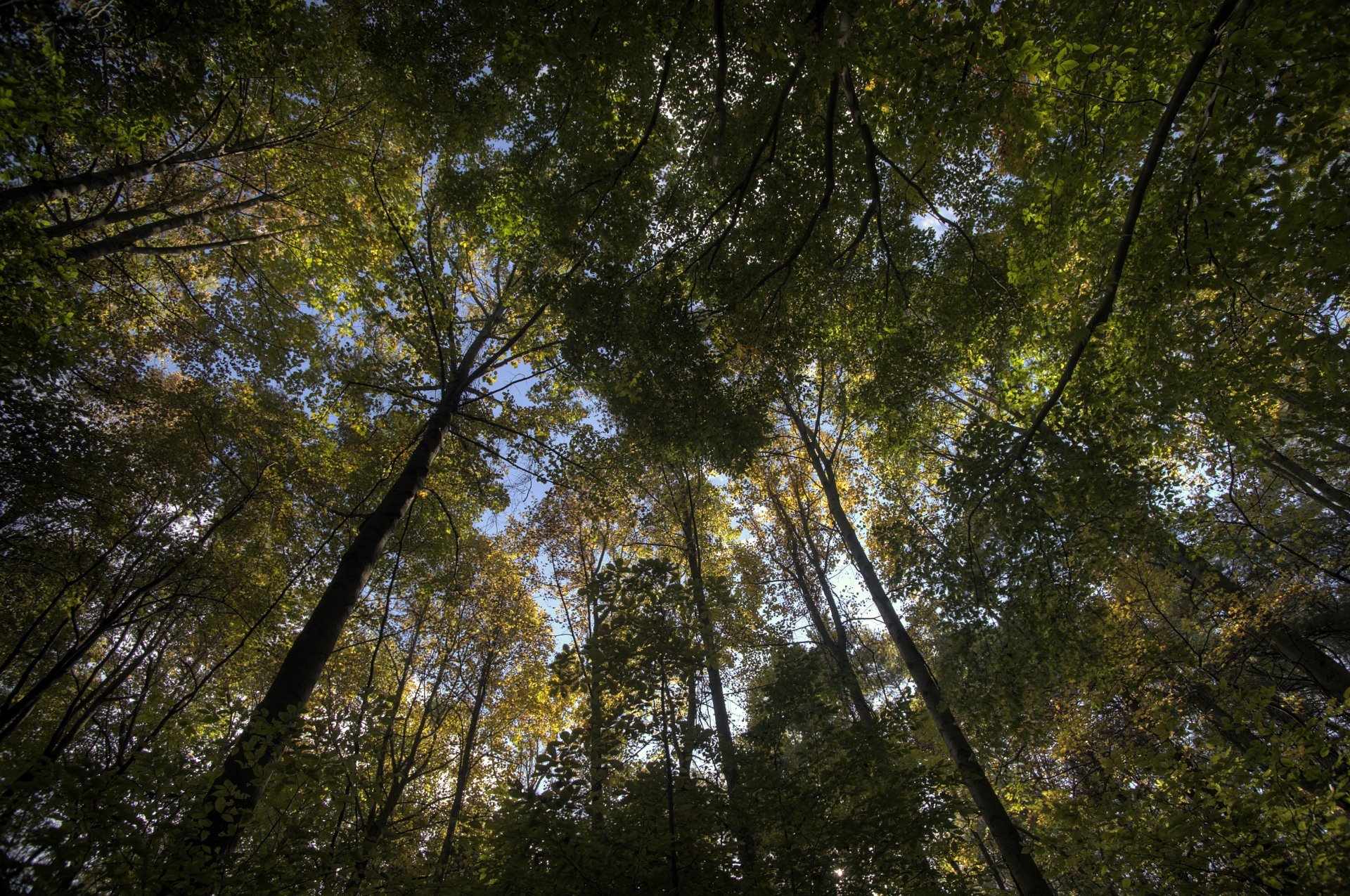 bosque árboles hojas