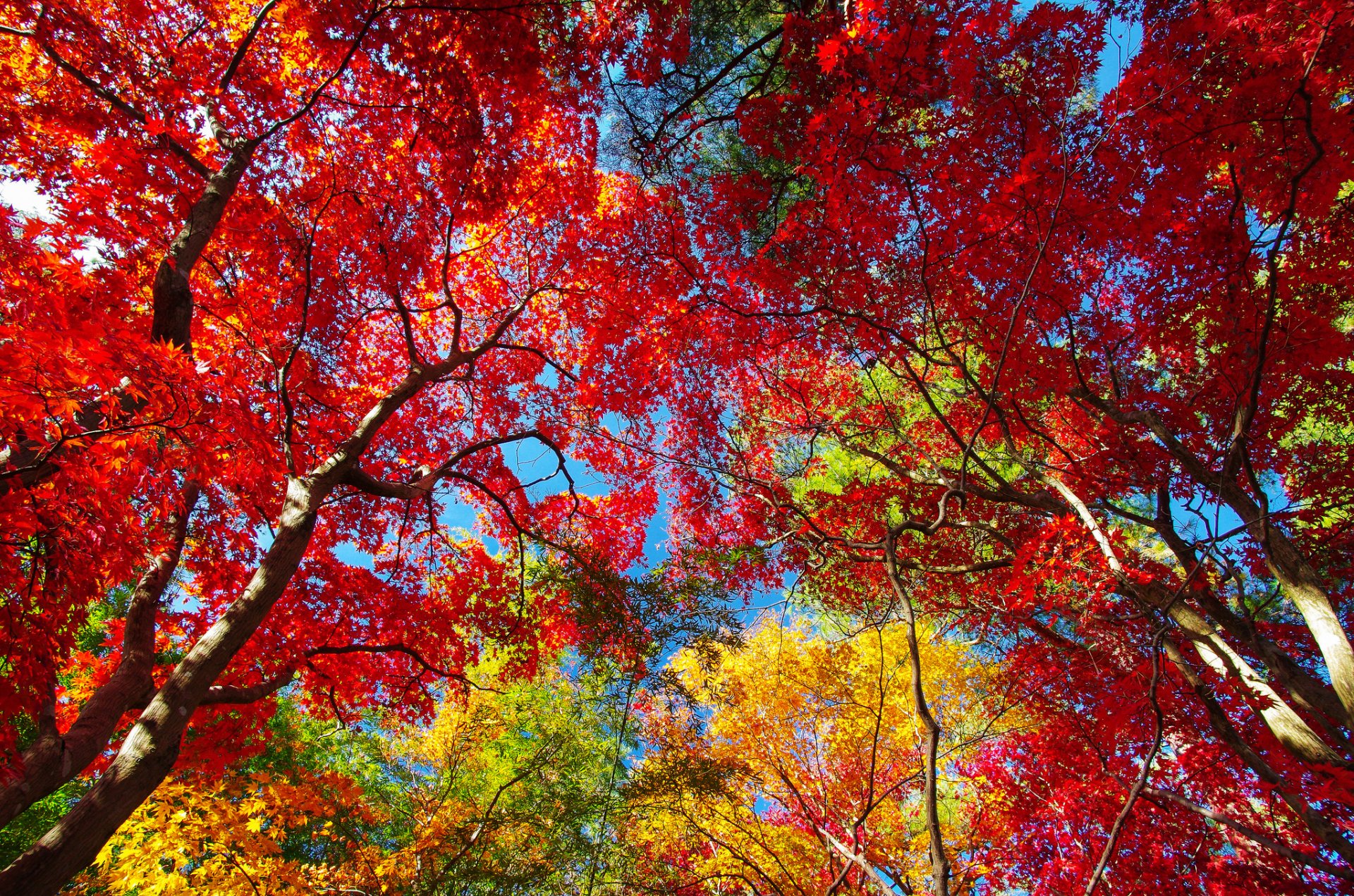 cielo árboles corona hojas otoño púrpura