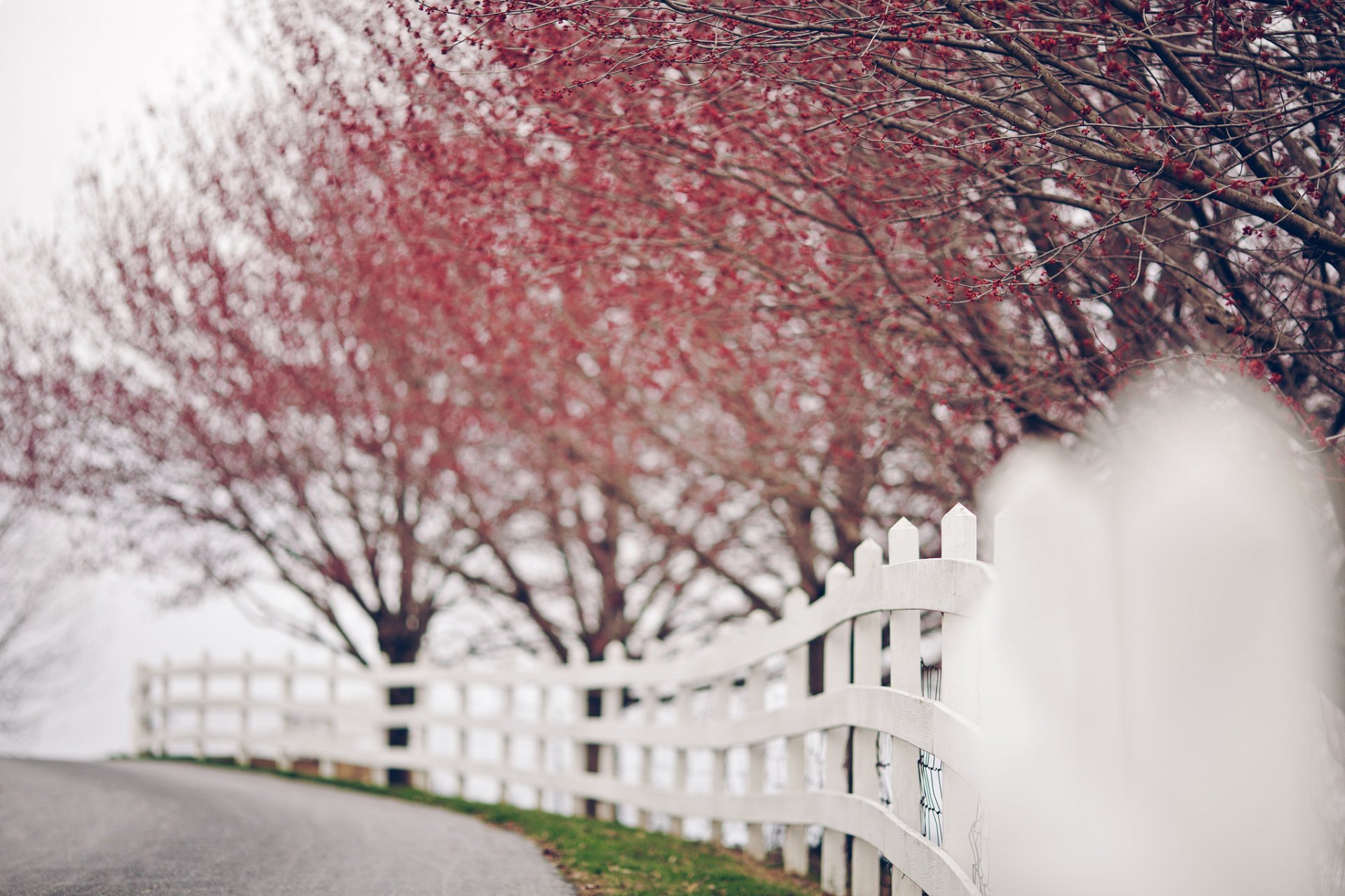 bokeh tree leaves nature