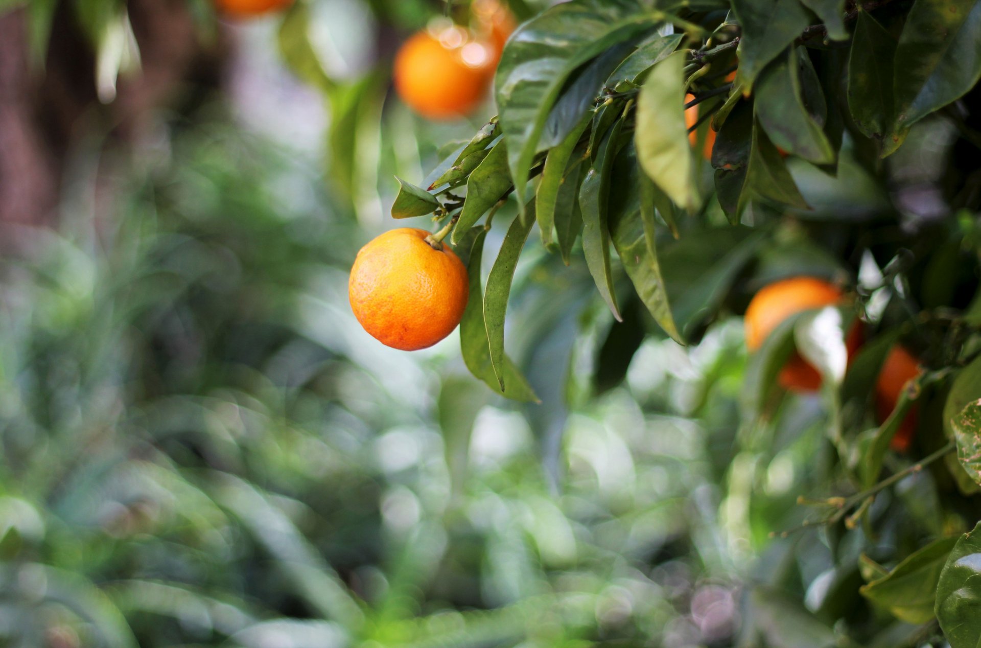 orange feuilles orange vert