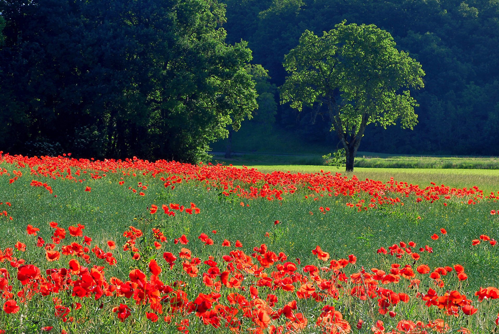 campo prato alberi erba fiori papaveri