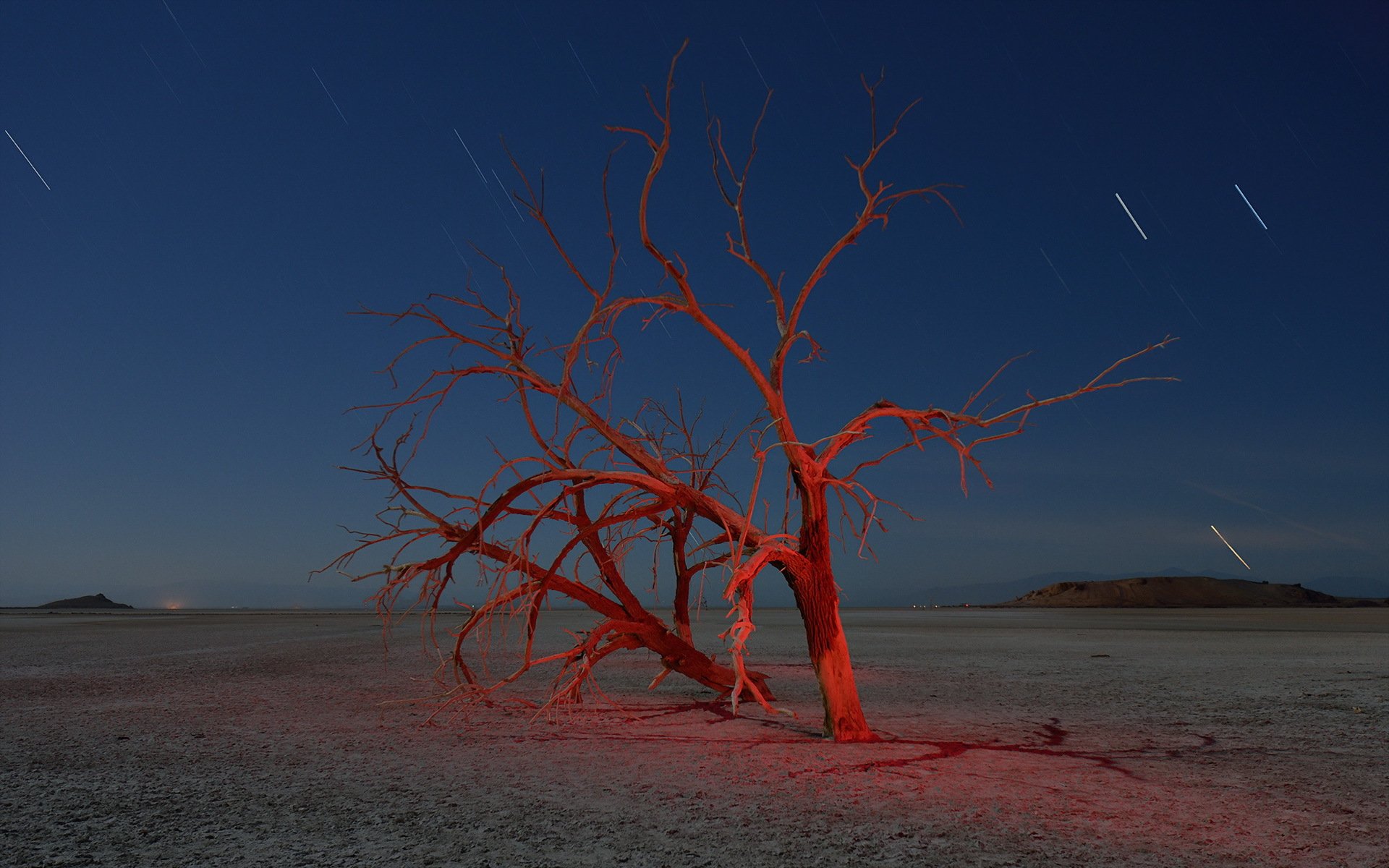 noche árbol