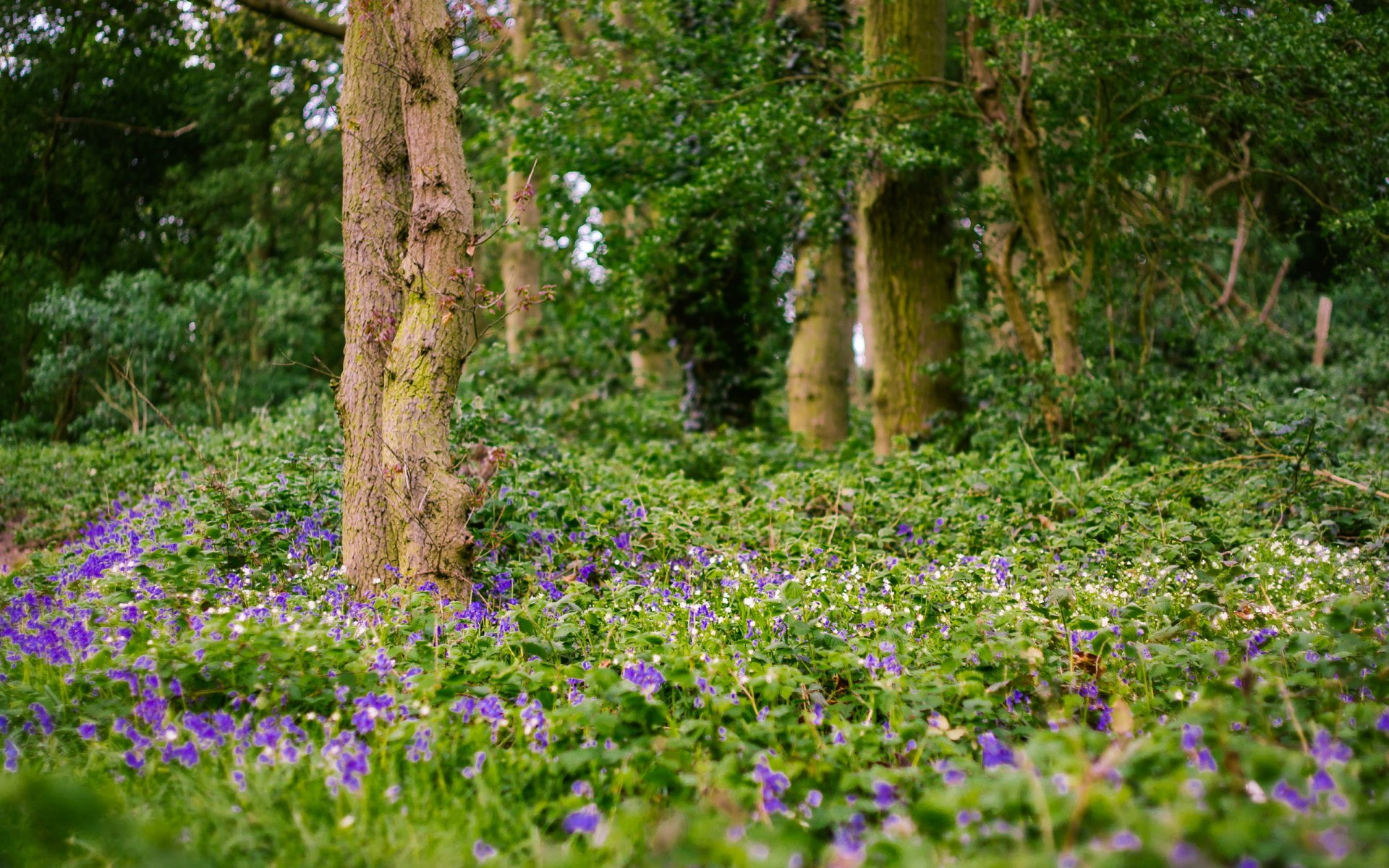 fleurs arbre nature