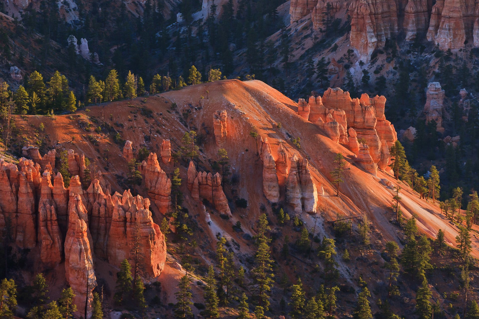 bryce canyon nationalpark utah usa felsen berge bäume hang