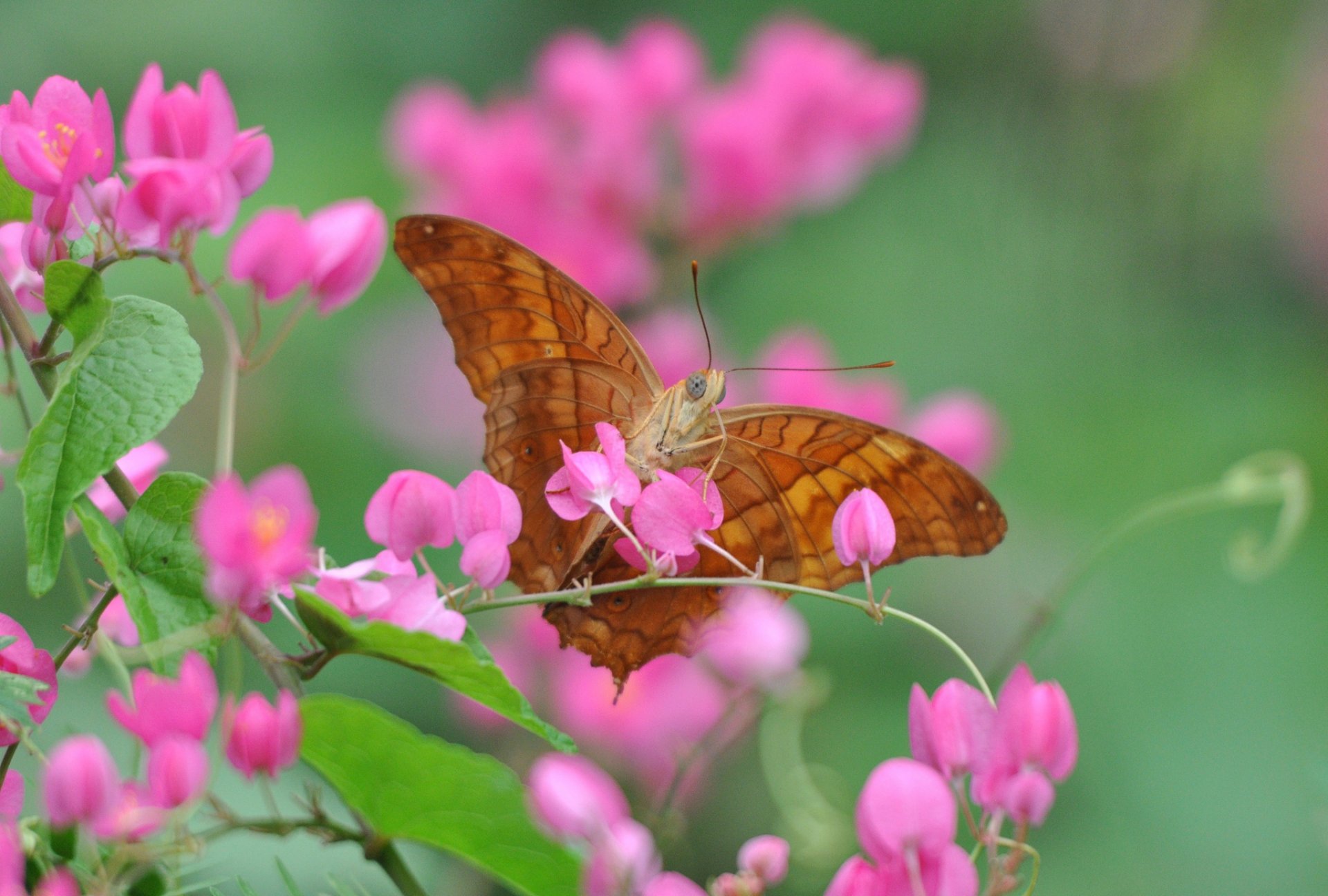 fleur pétales plante papillon insecte gros plan