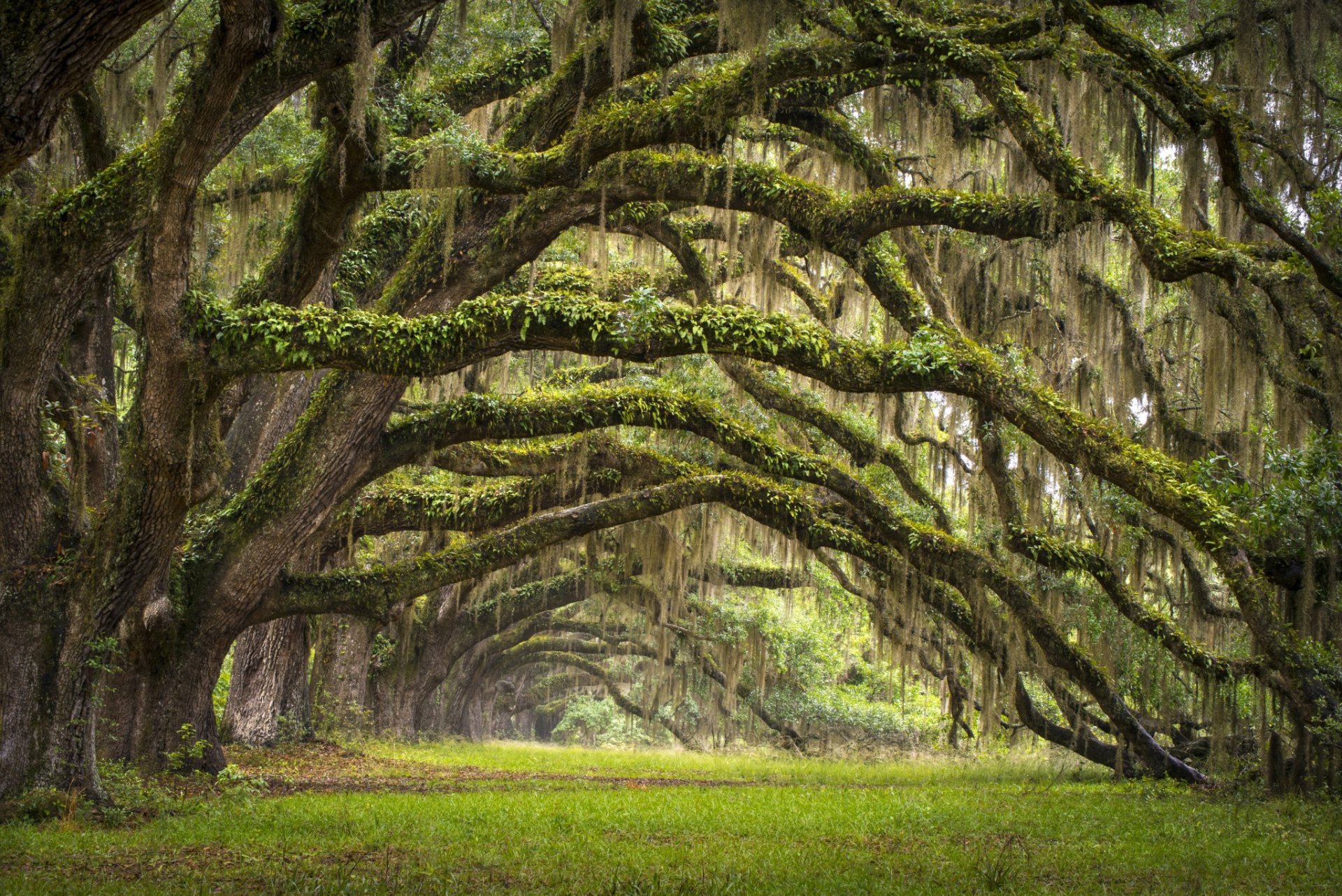 estados unidos estado carolina del sur charleston árboles callejón robles