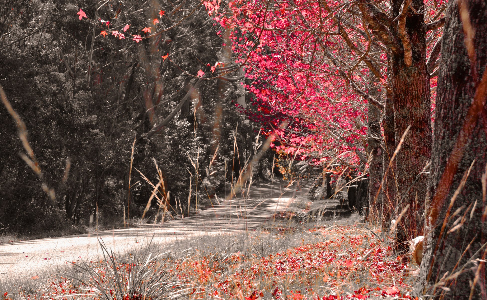 foresta alberi autunno strada