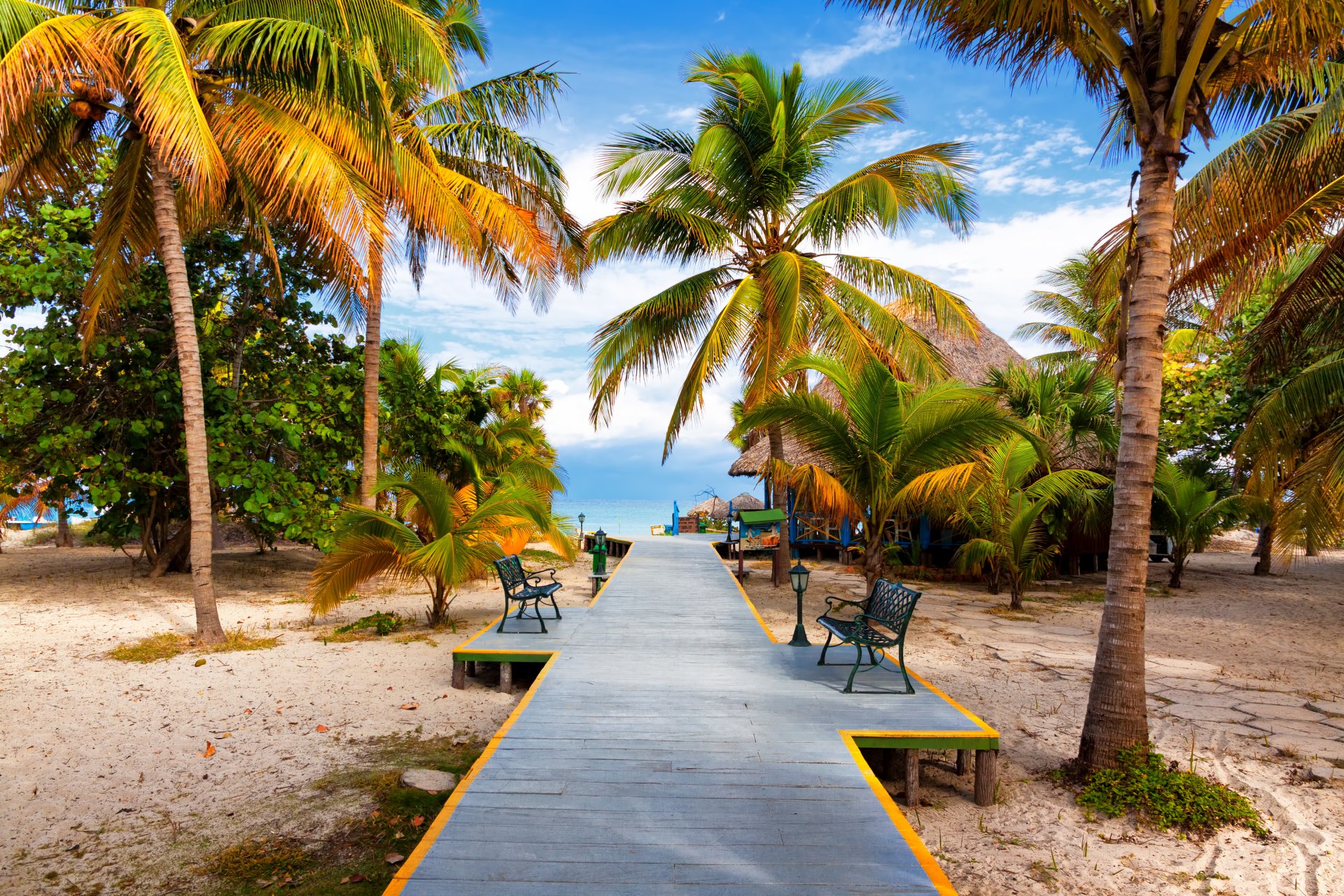 ummer beach sea shore paradise tropical sand palm