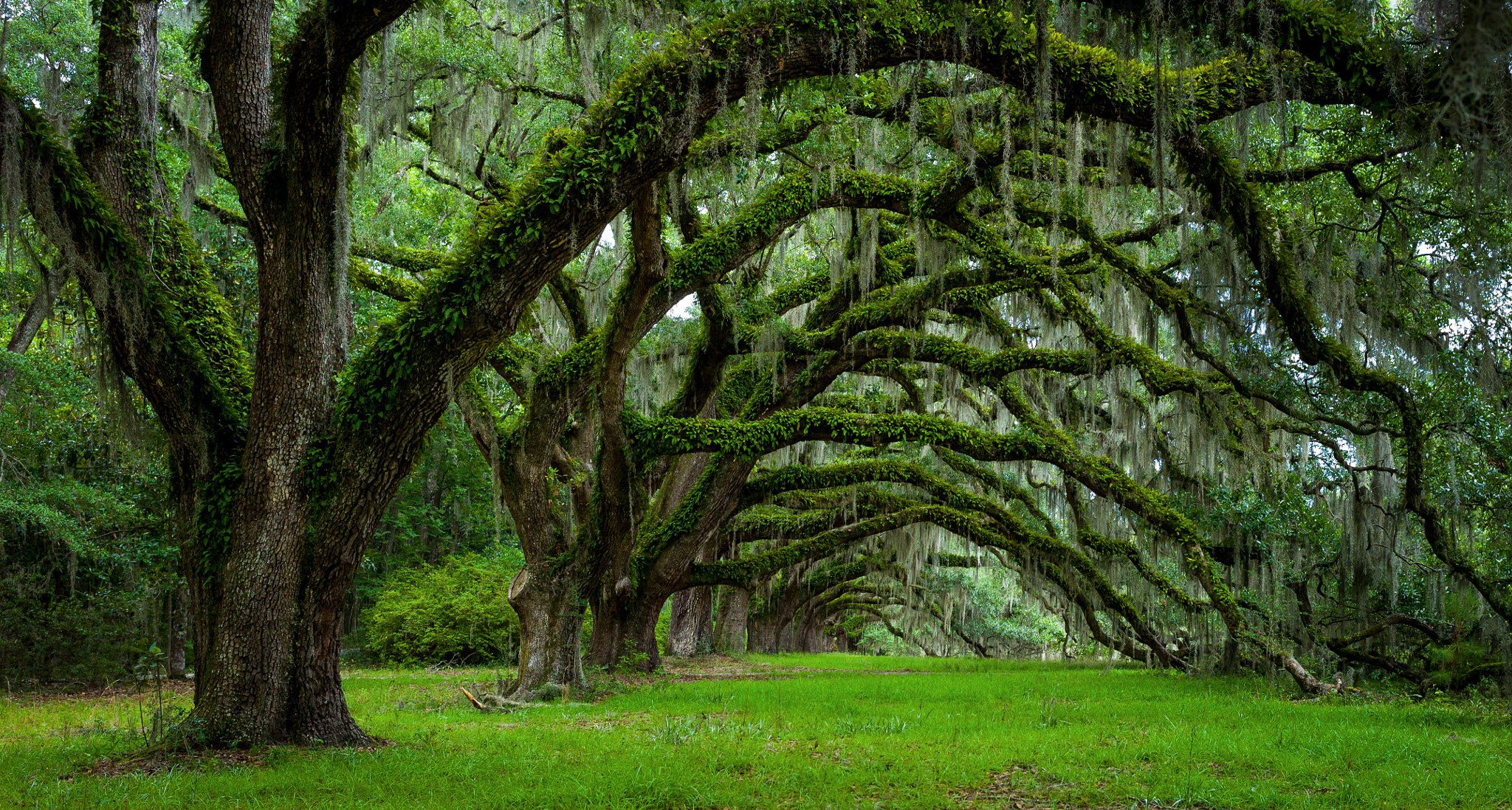 usa staat south carolina charleston bäume frühling