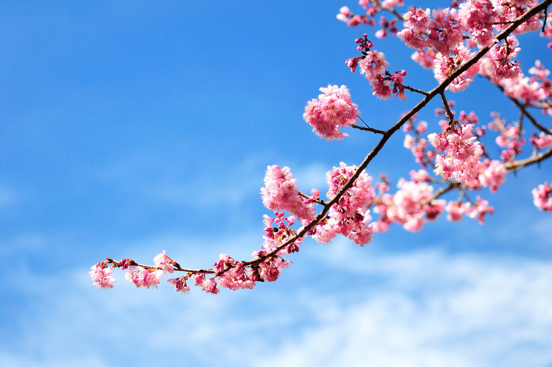 branch cherry flower pink sky