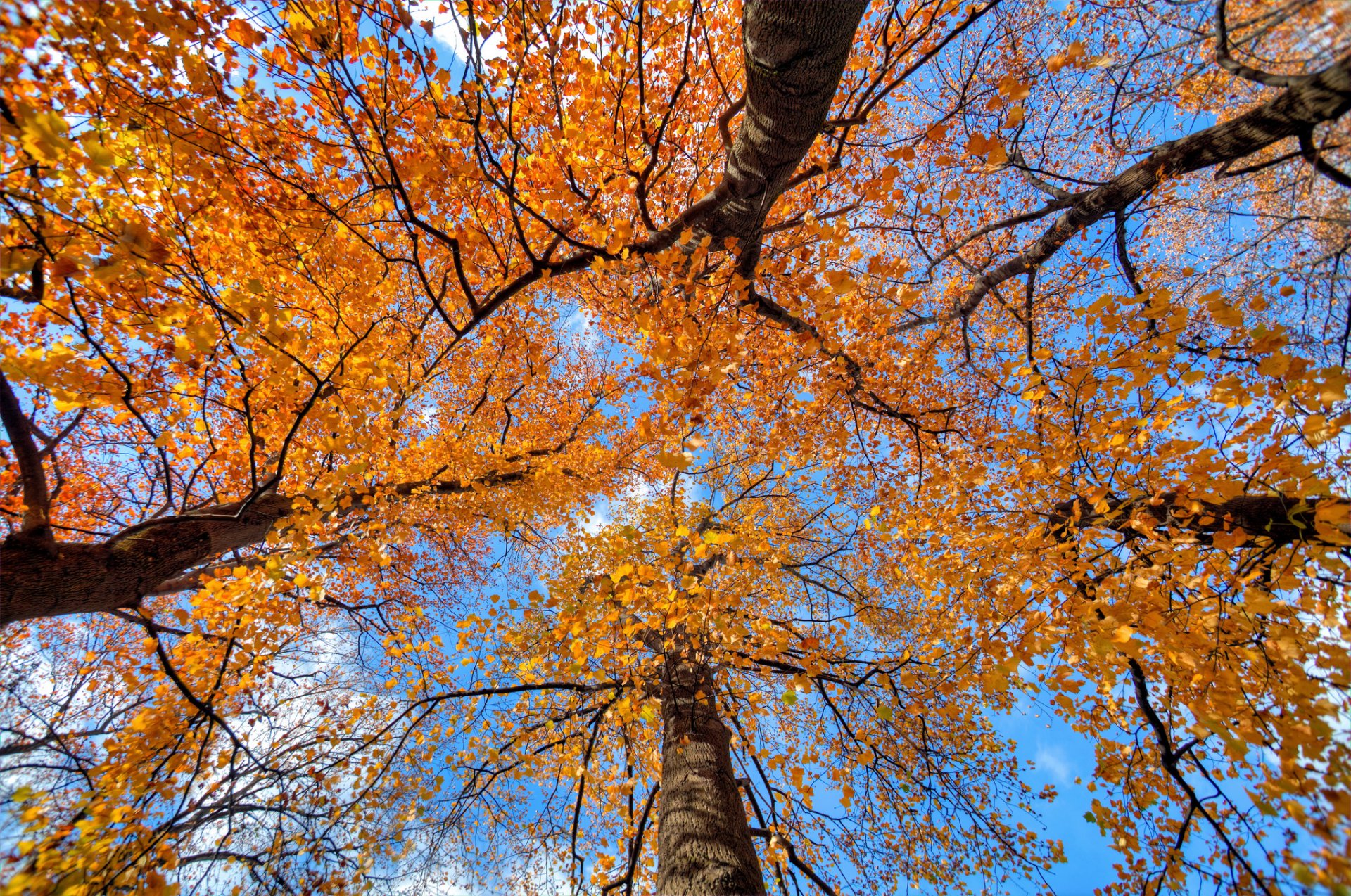 árboles tronco corona hojas otoño cielo