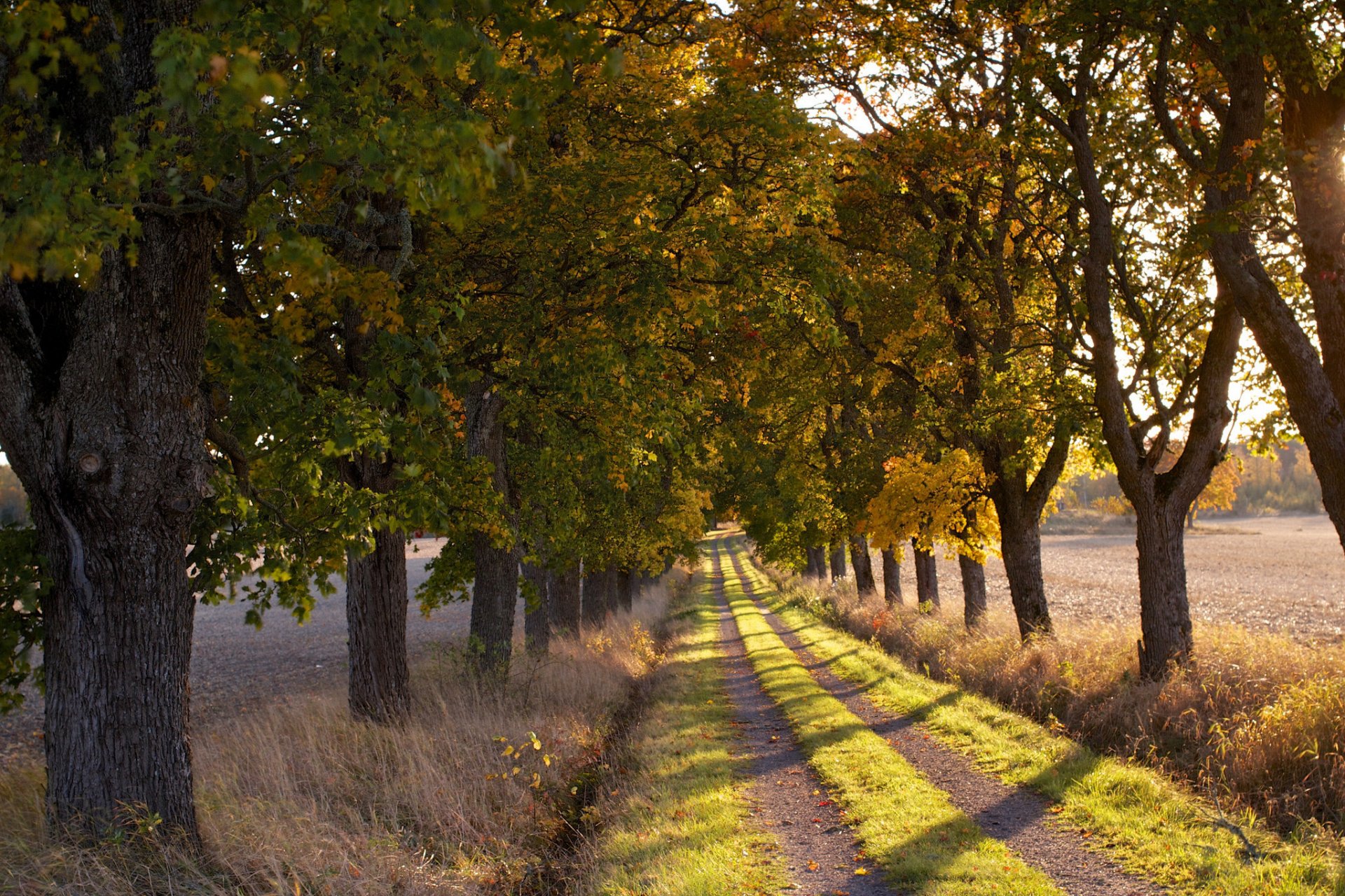 morning road tree nature landscape