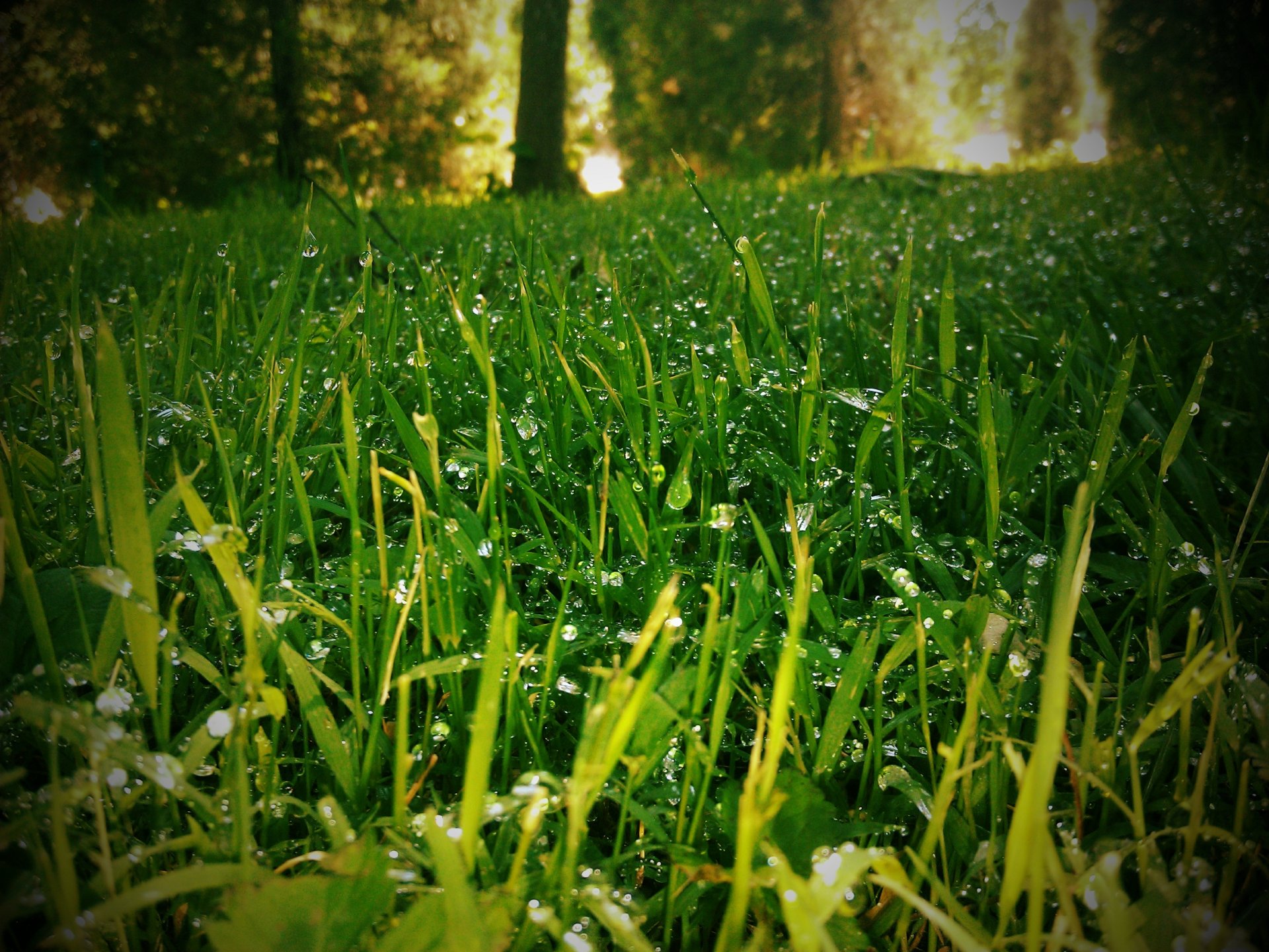 grass rosa blur effect lawn nature