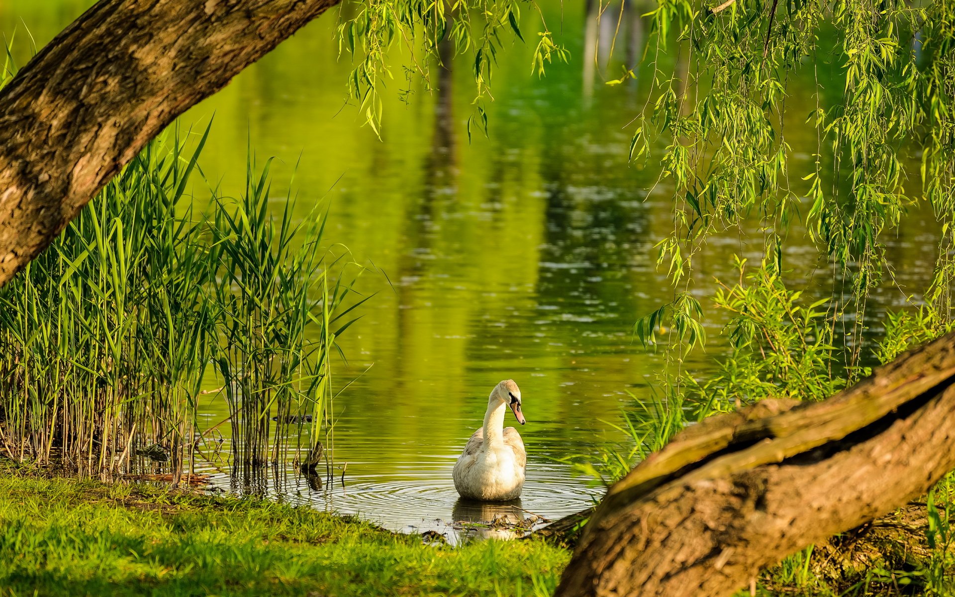 łabędź jezioro lato