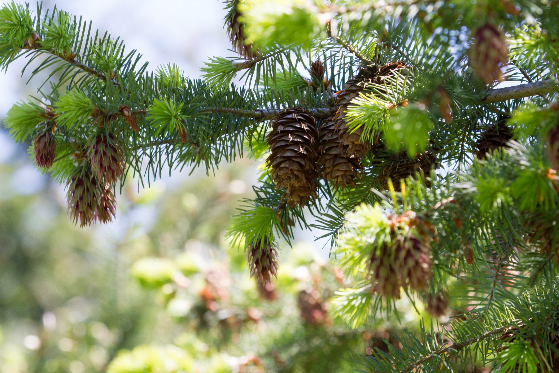 cônes verdure forêt branche arbres de noël pins lumière