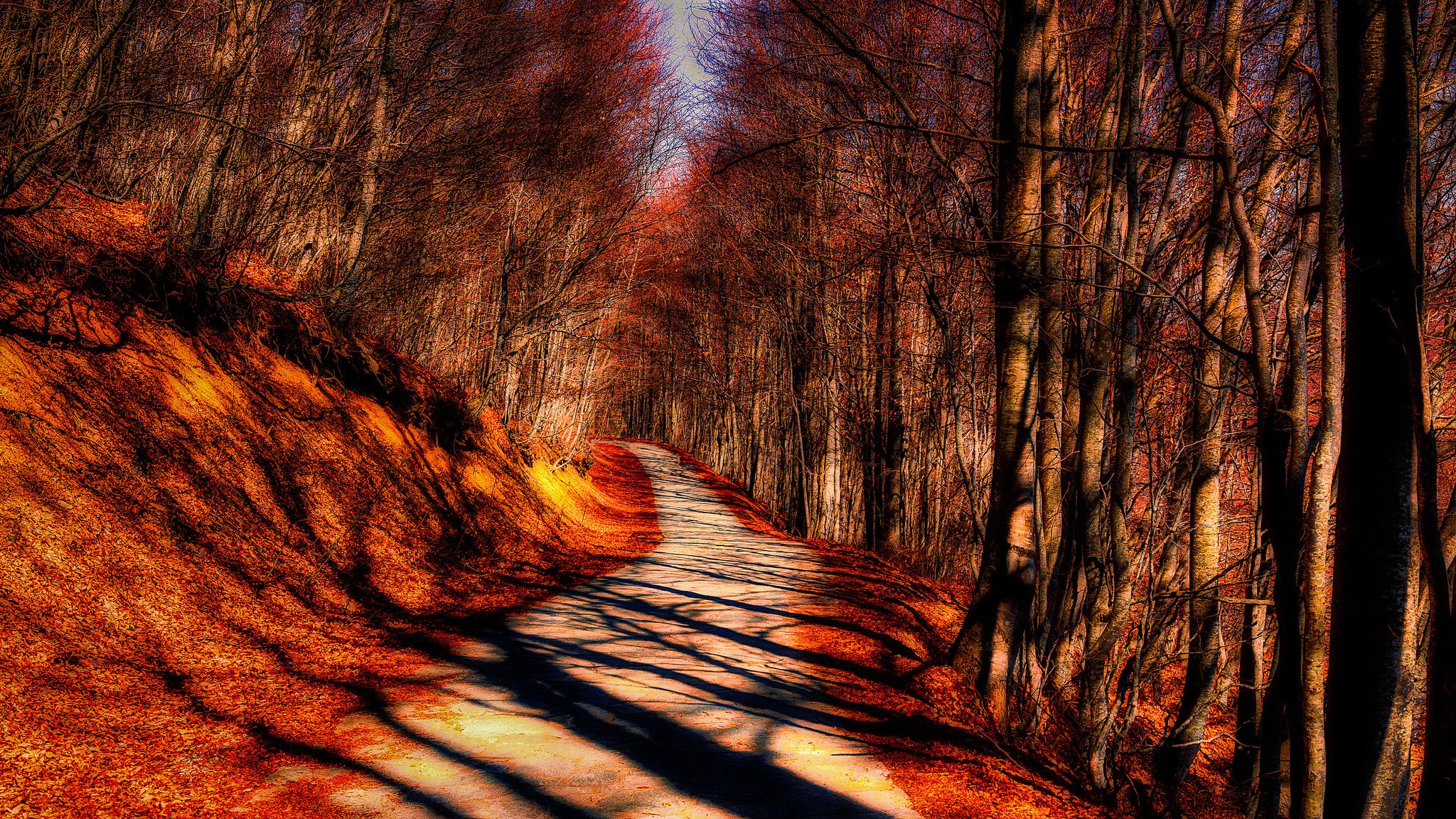 foresta autunno alberi strada