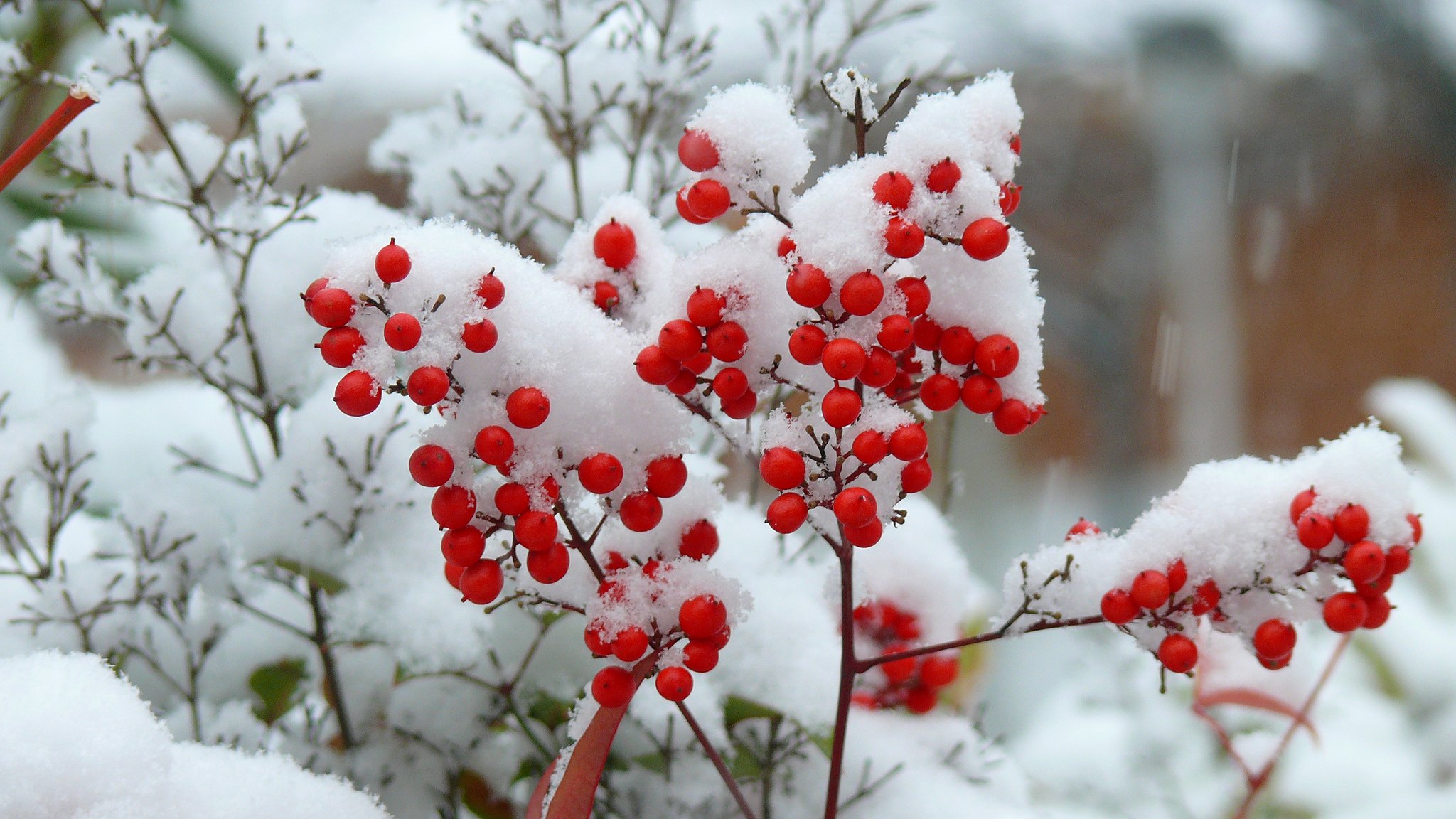 cespuglio rami neve bacche