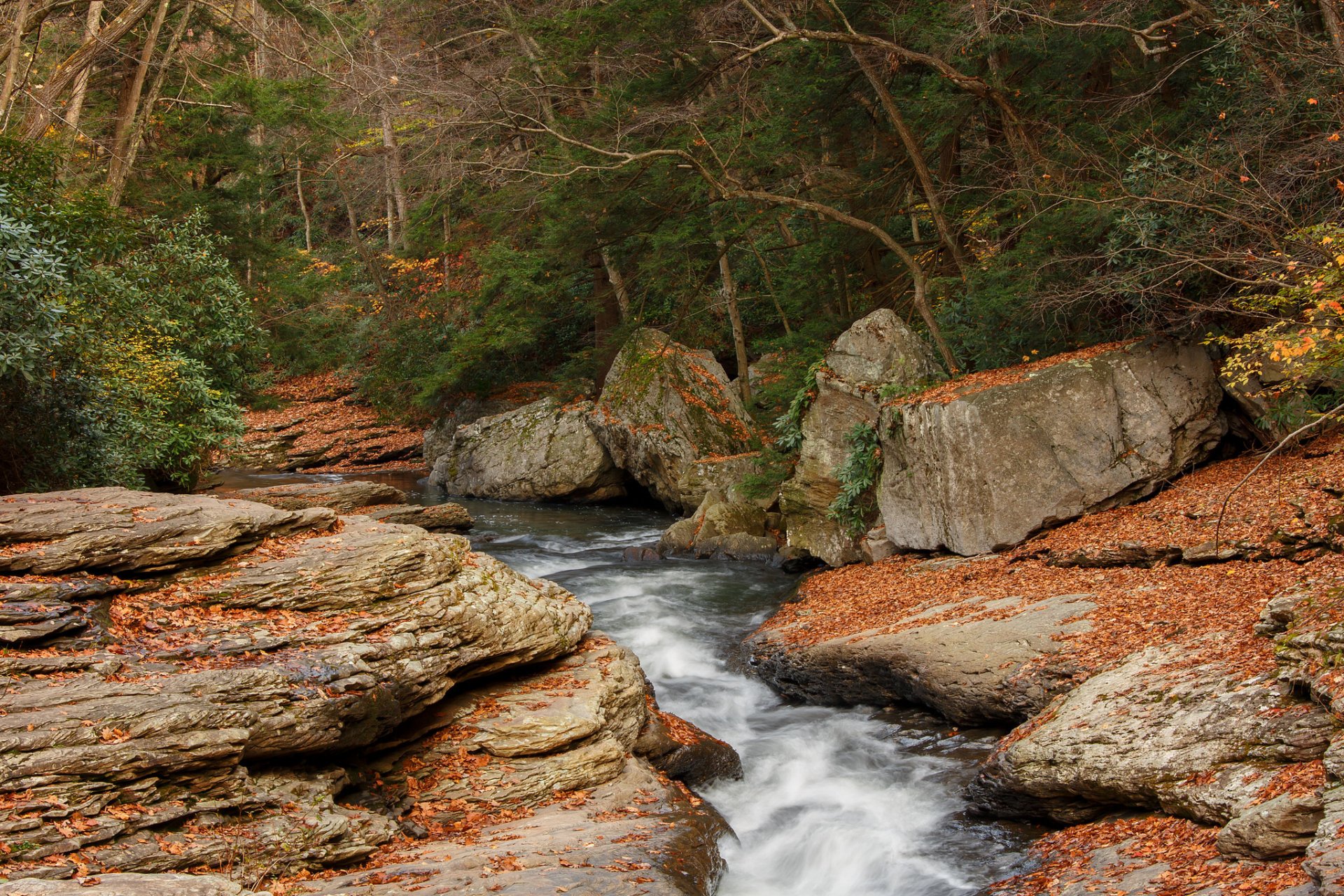 forest river stones tree autumn creek