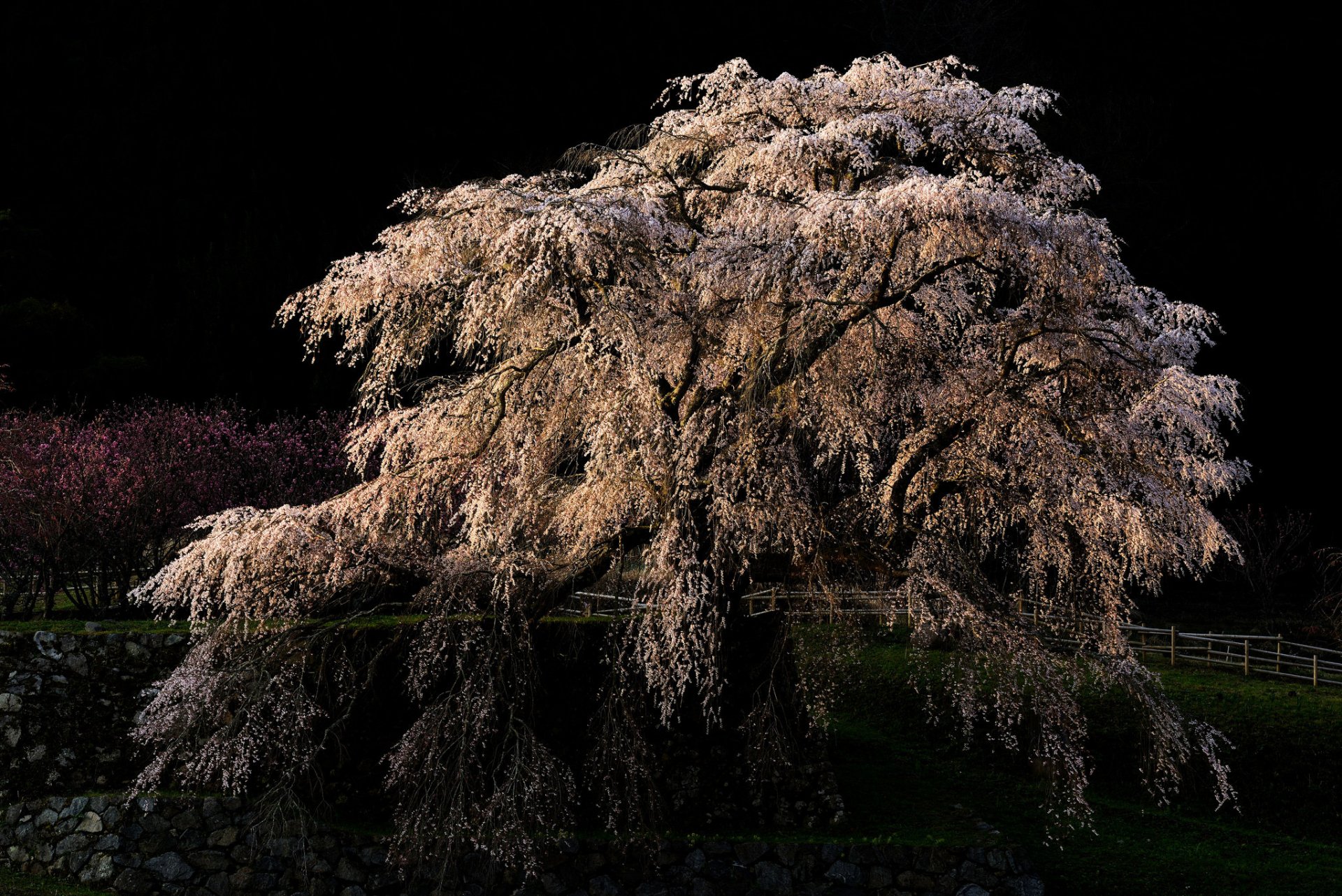 baum sakura kirschblüten blätter kirsche blüte frühling