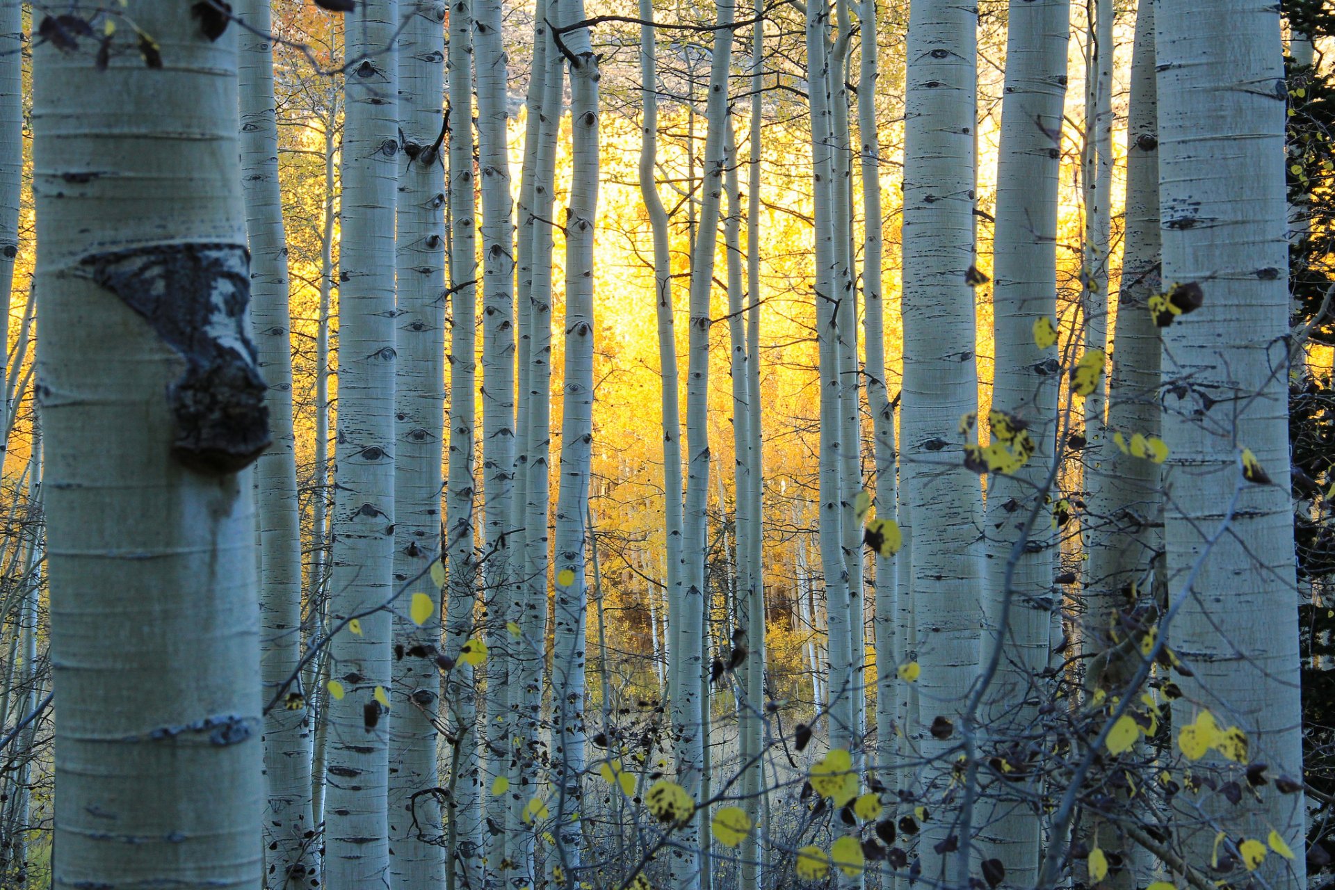 aspen colorado estados unidos bosque arboleda álamo temblón otoño