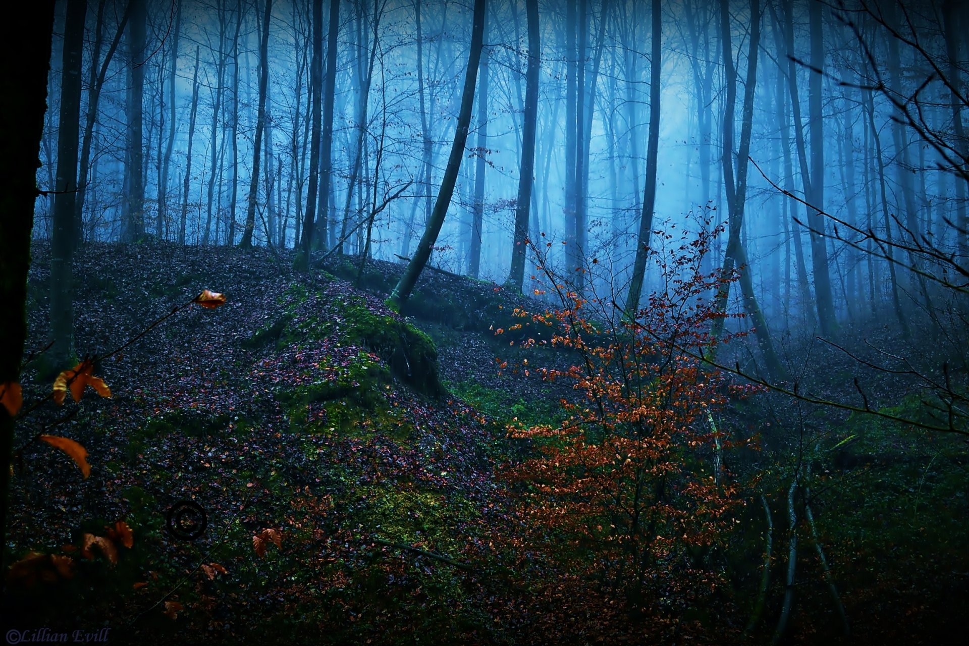 forêt brouillard arbres