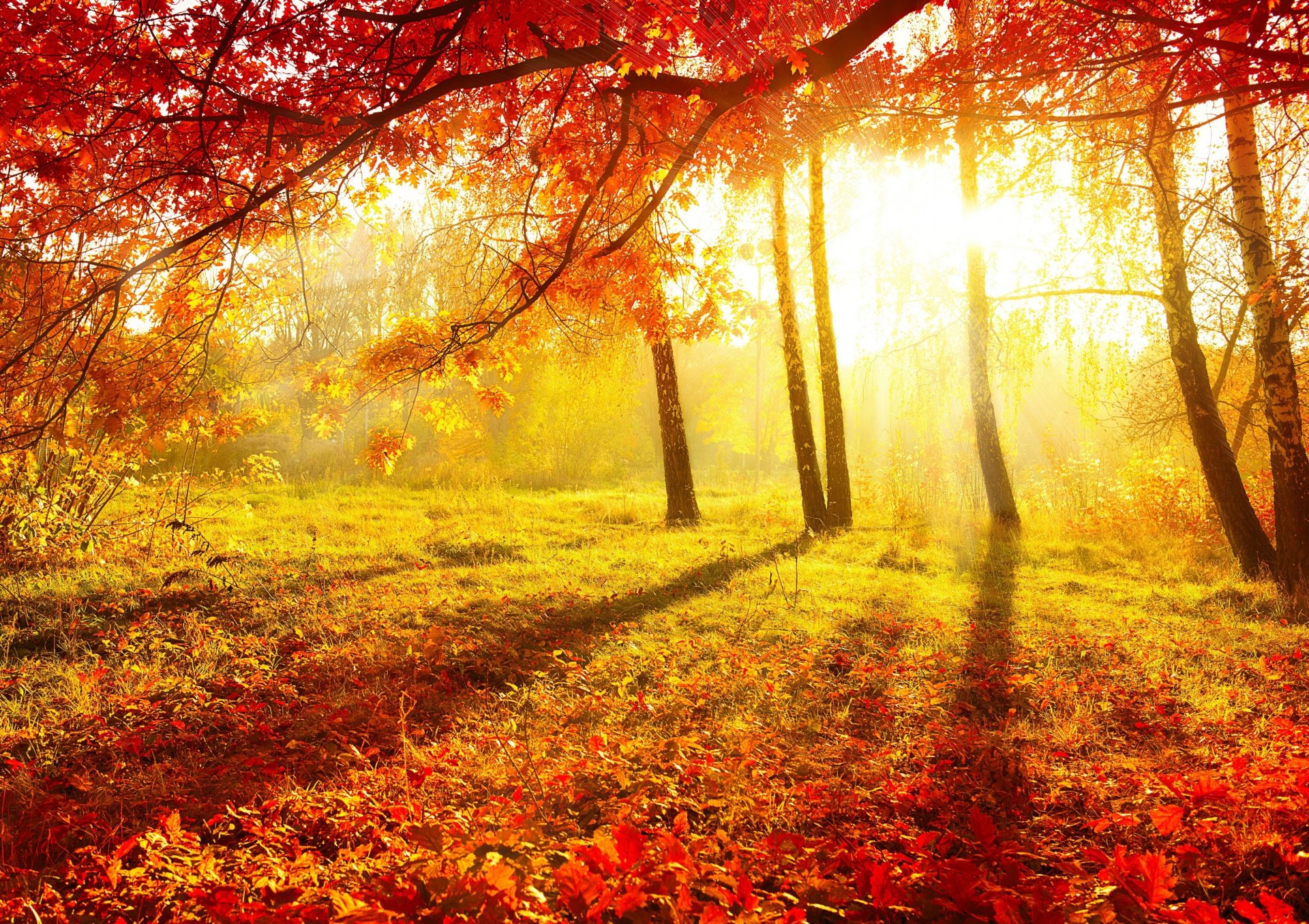 nature autumn morning leaves tree beautiful yellow background