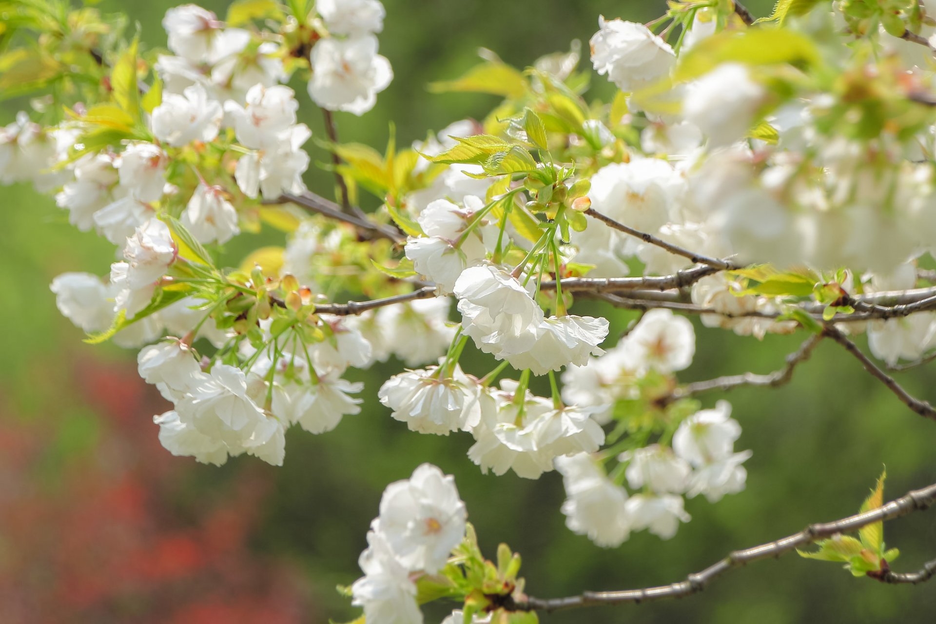 sakura wiśnia gałęzie kwitnienie kwiaty makro wiosna