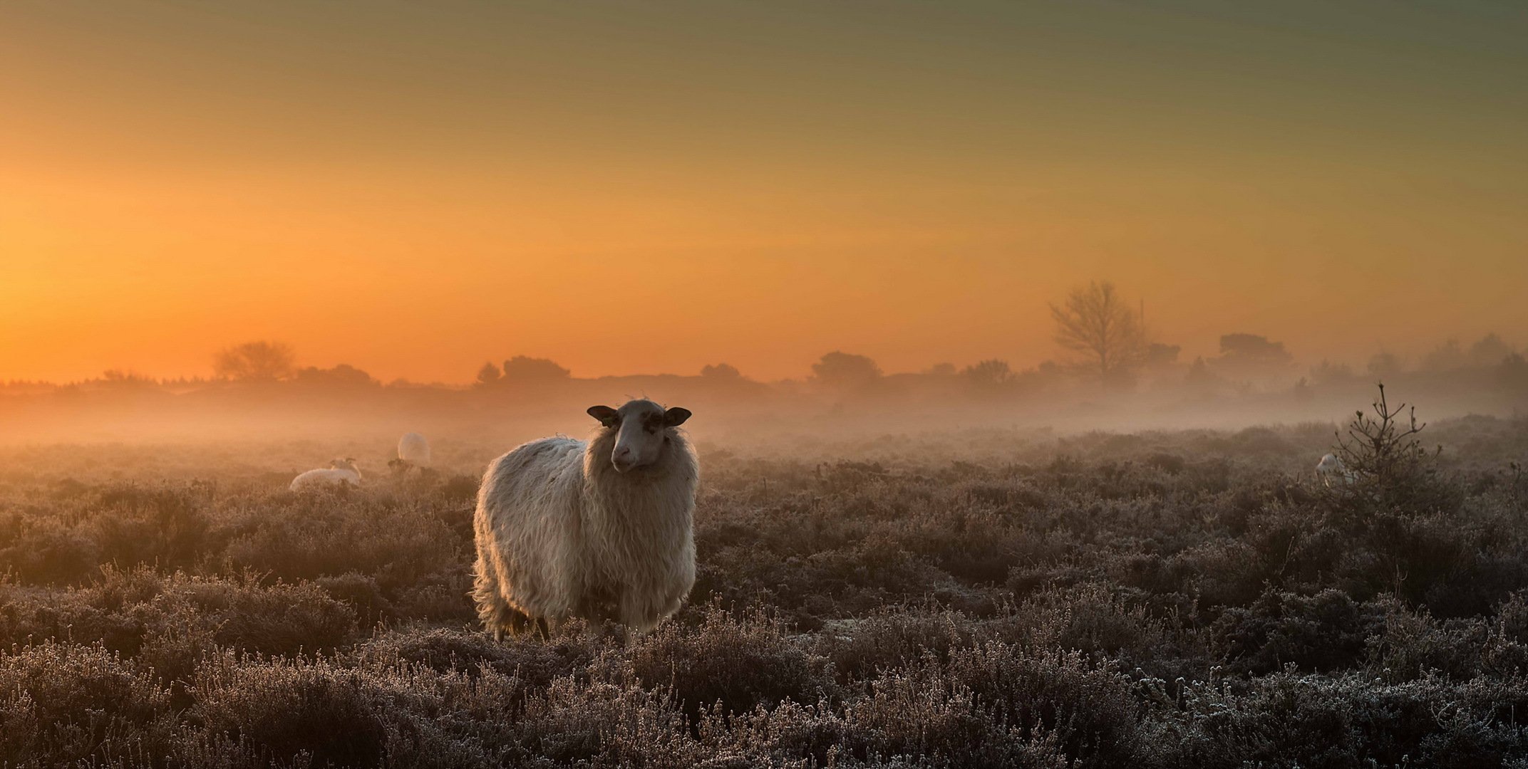 moutons champ brouillard