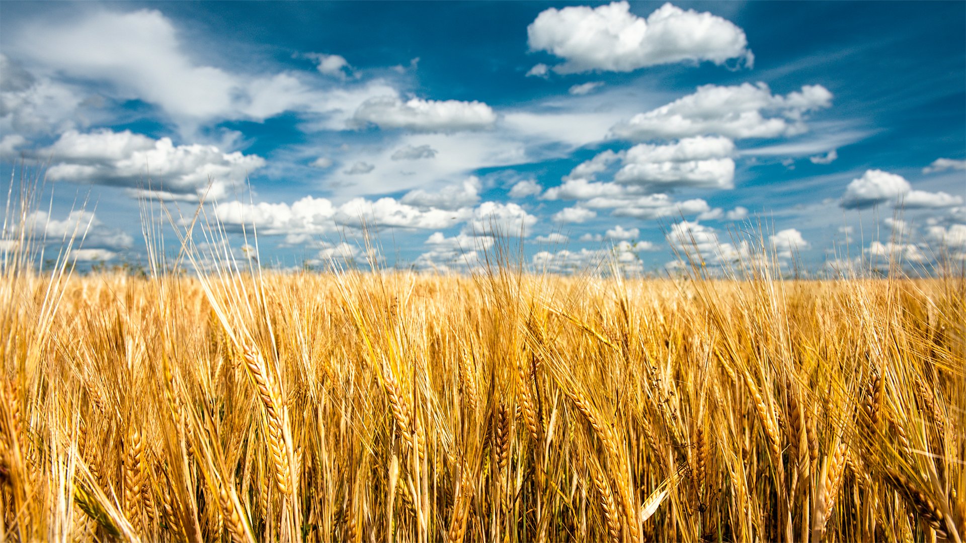 natur sommer feld ährchen himmel