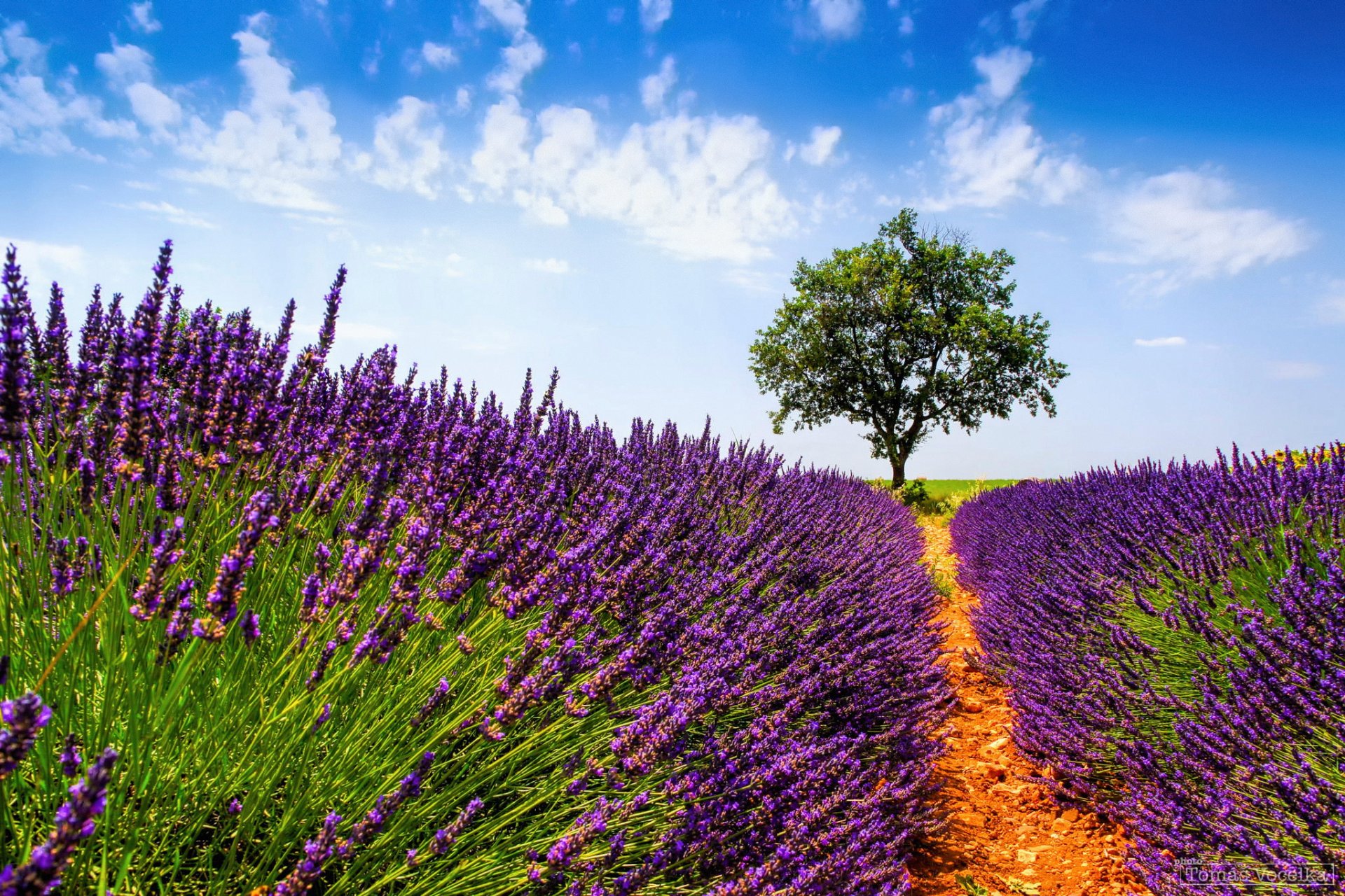 francia provenza estate luglio campo lavanda fiori albero cielo nuvole