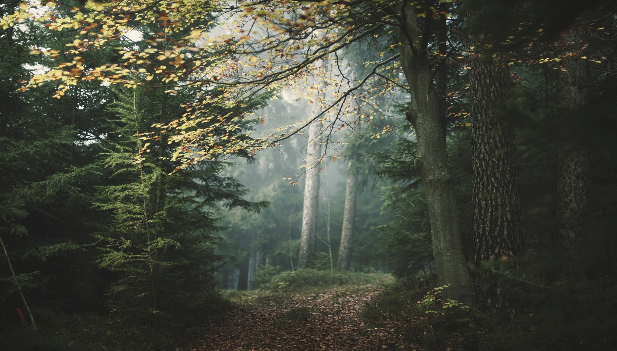 forest fog nature landscape