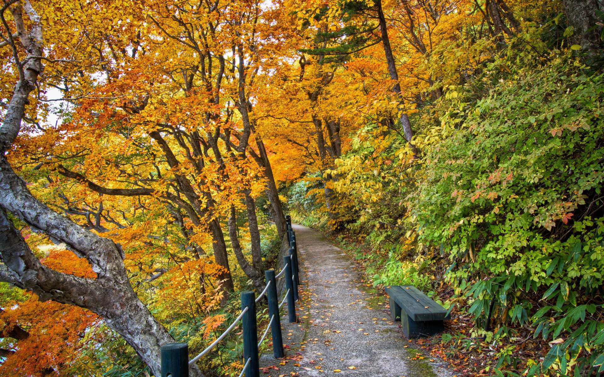 autumn park nature