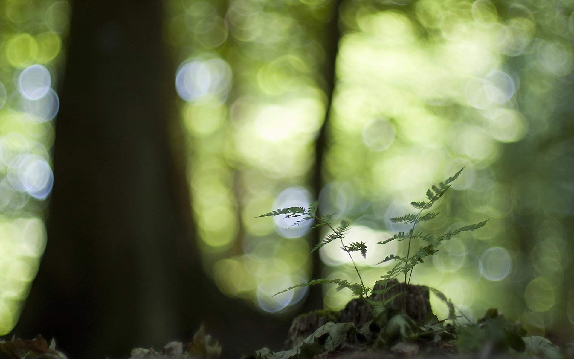 foglie natura macro