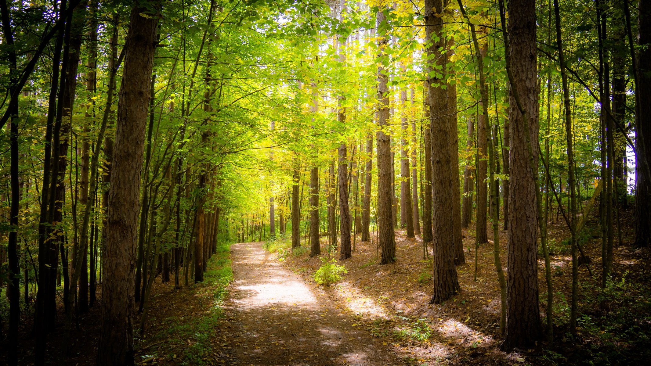 foresta alberi fogliame verde sentiero sentiero soleggiato