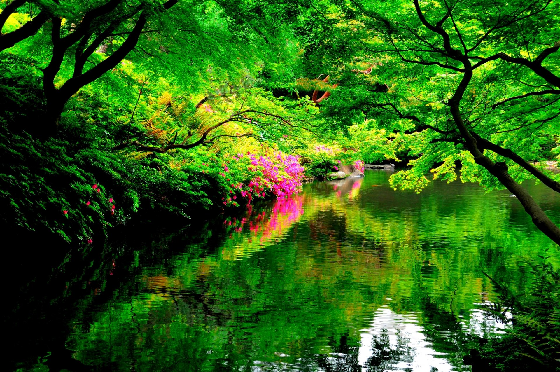 park see bäume hühner reflexionen