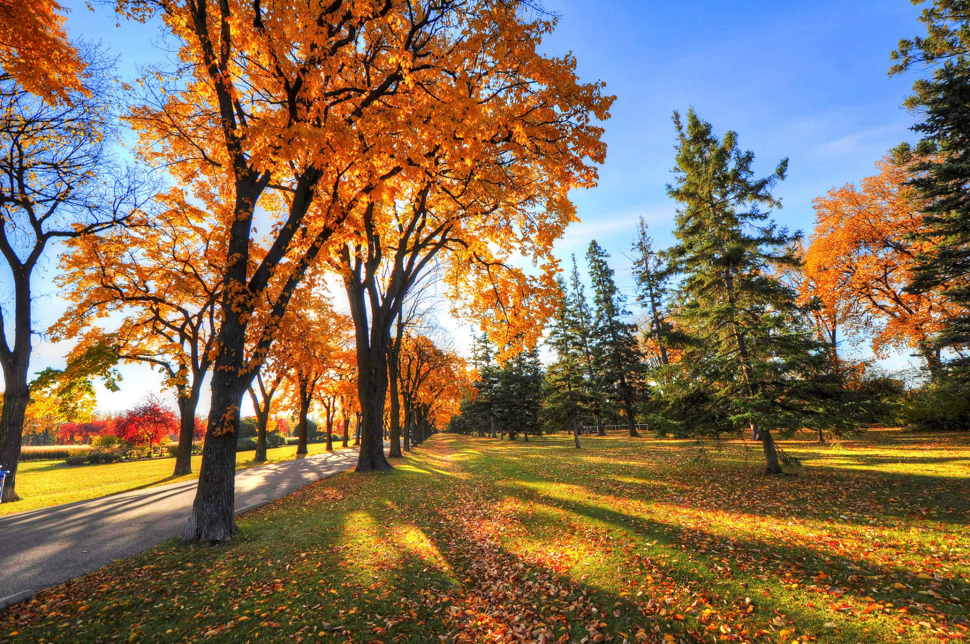 cielo parque callejón árboles sombra hierba otoño