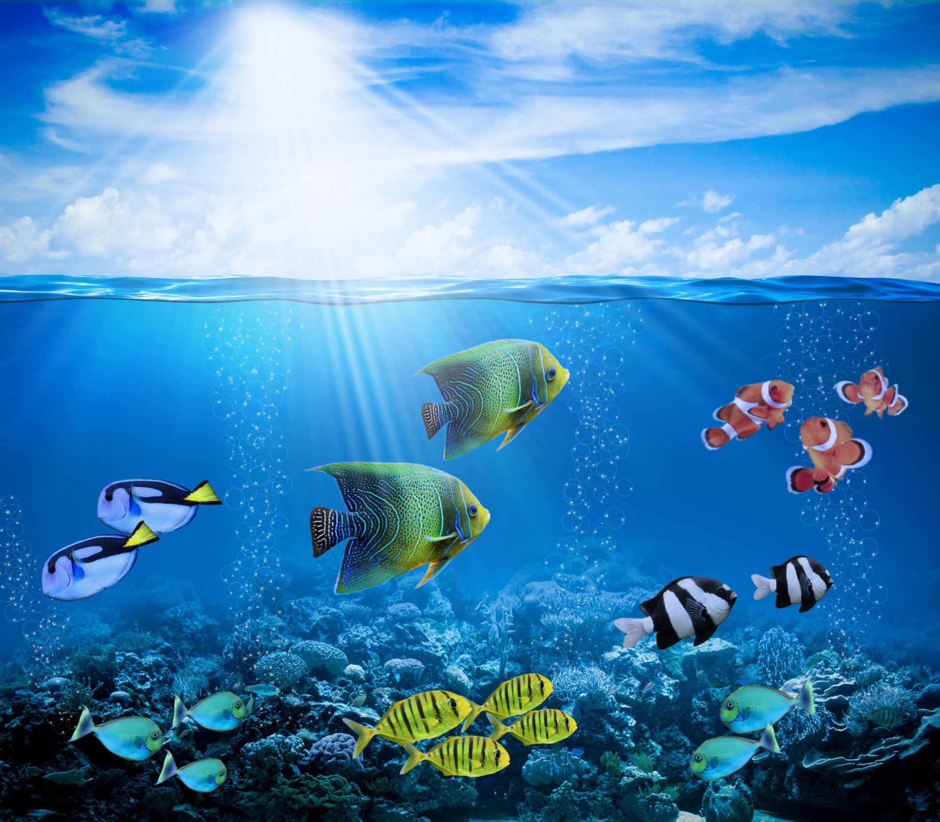 tropical coral reef water ocean underwater world coral reef fish sun rays bubble