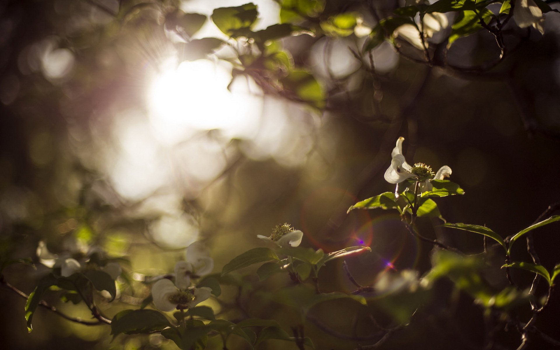 jardin branches nature