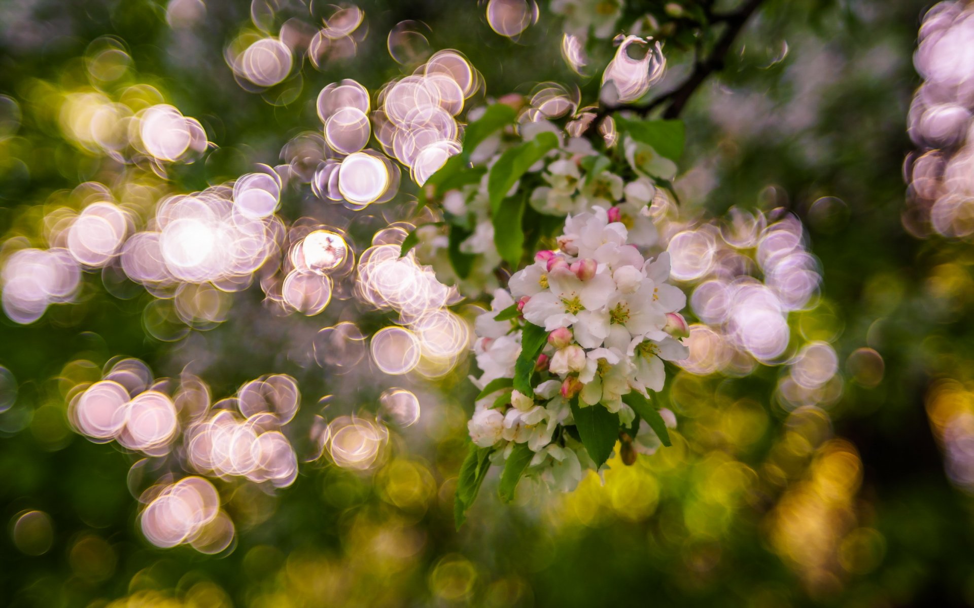 jardin printemps nature