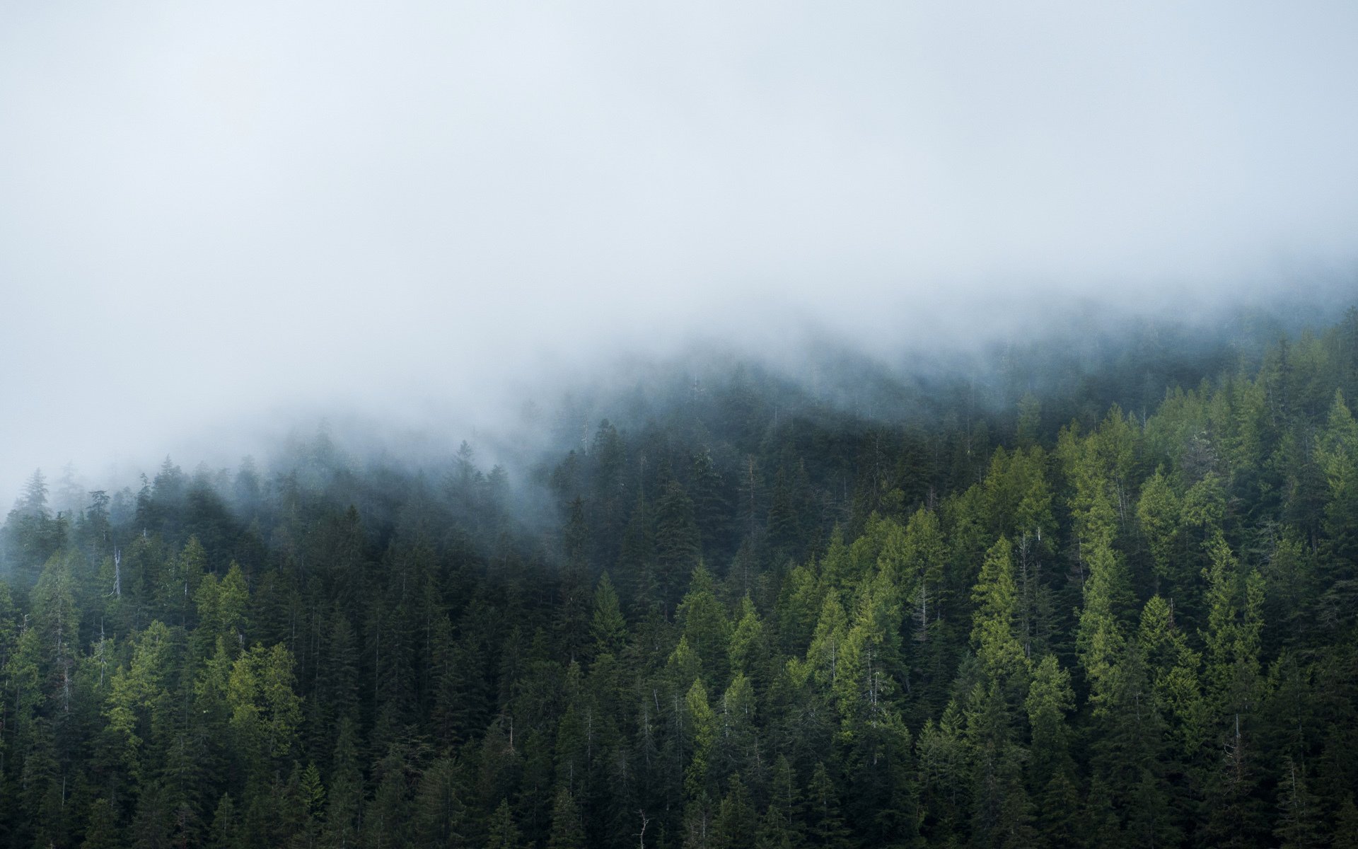 finestre 10 finestre foresta nebbia