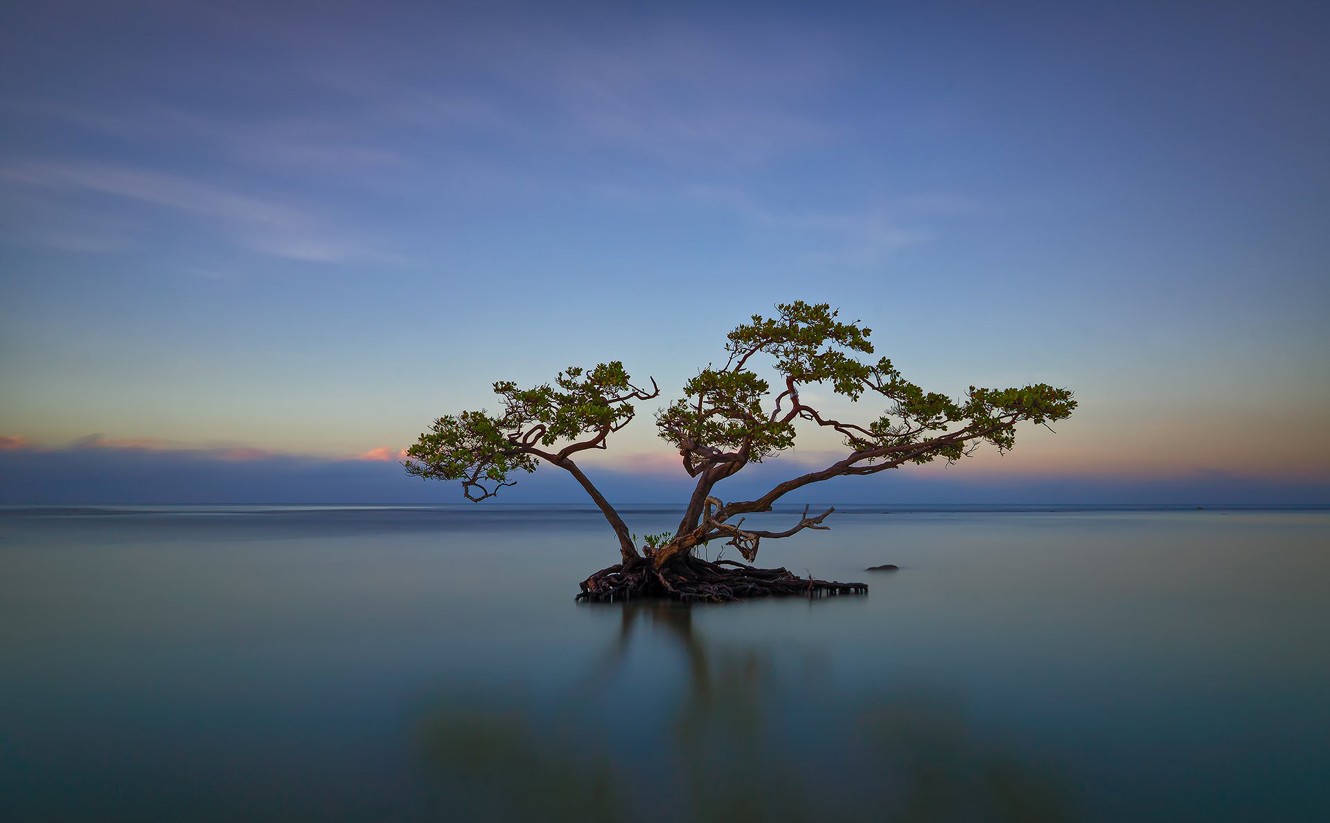 cielo nuvole mare lago albero radici