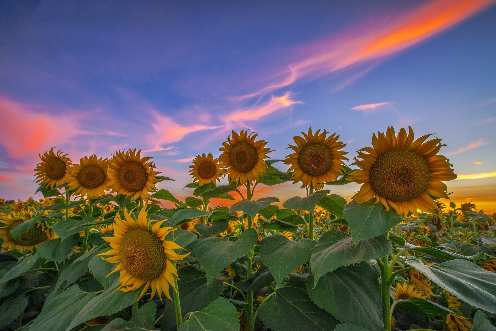 ummer the field sunflowers night sunset