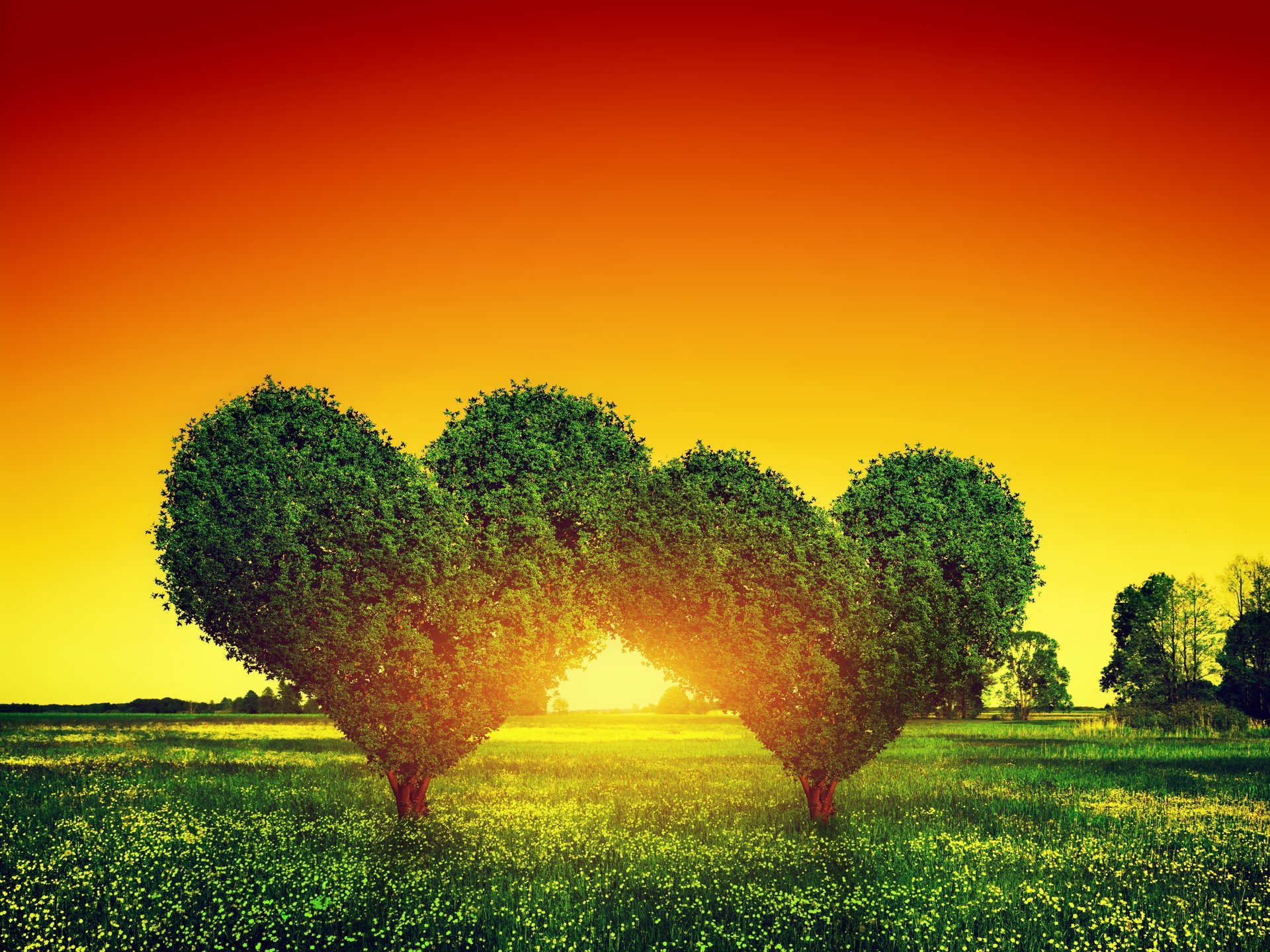 love tree heart green sunset